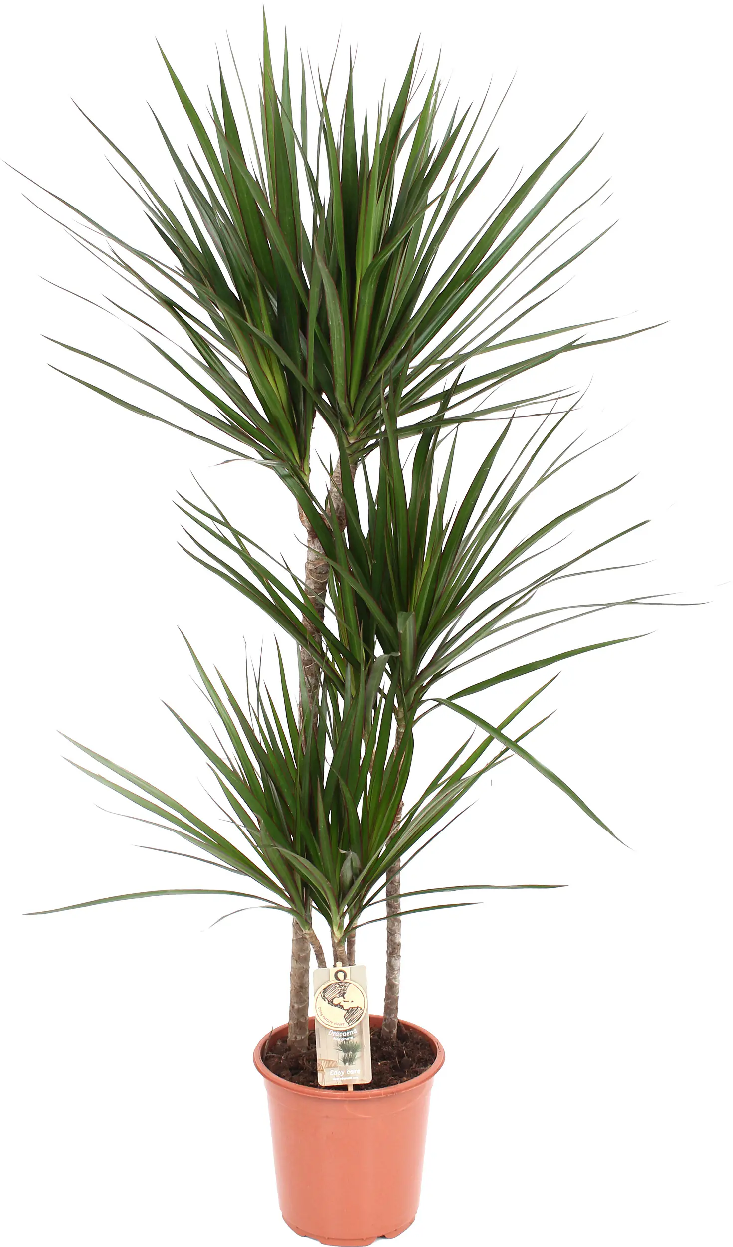 Grünpflanzen im 21 cm Topf, verschiedene Sorten