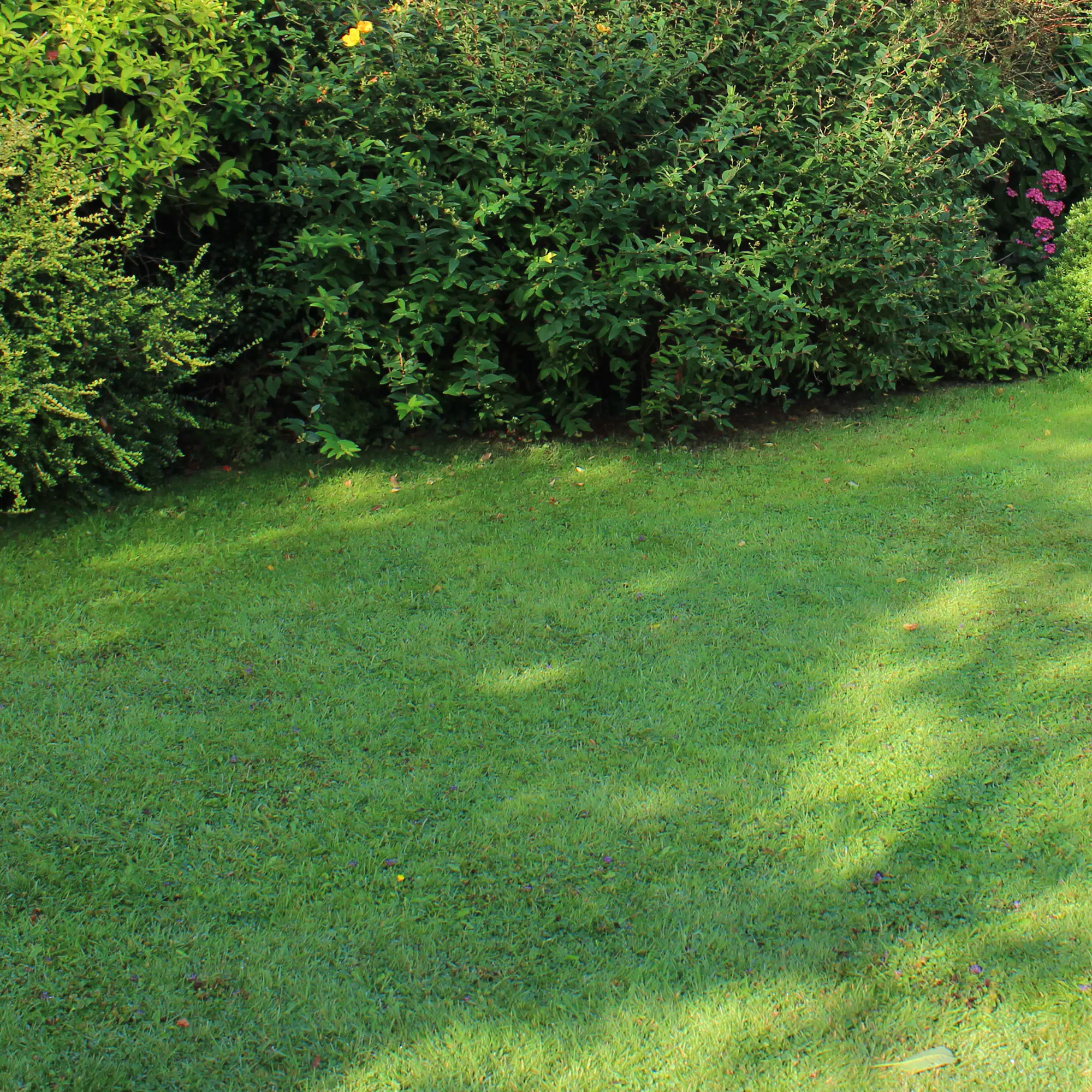 Westland Smart Seed Trocken Schattenrasen für 40 m² 1 kg Westland Smart Seed Trocken Schattenrasen für 40 m² 1 kg