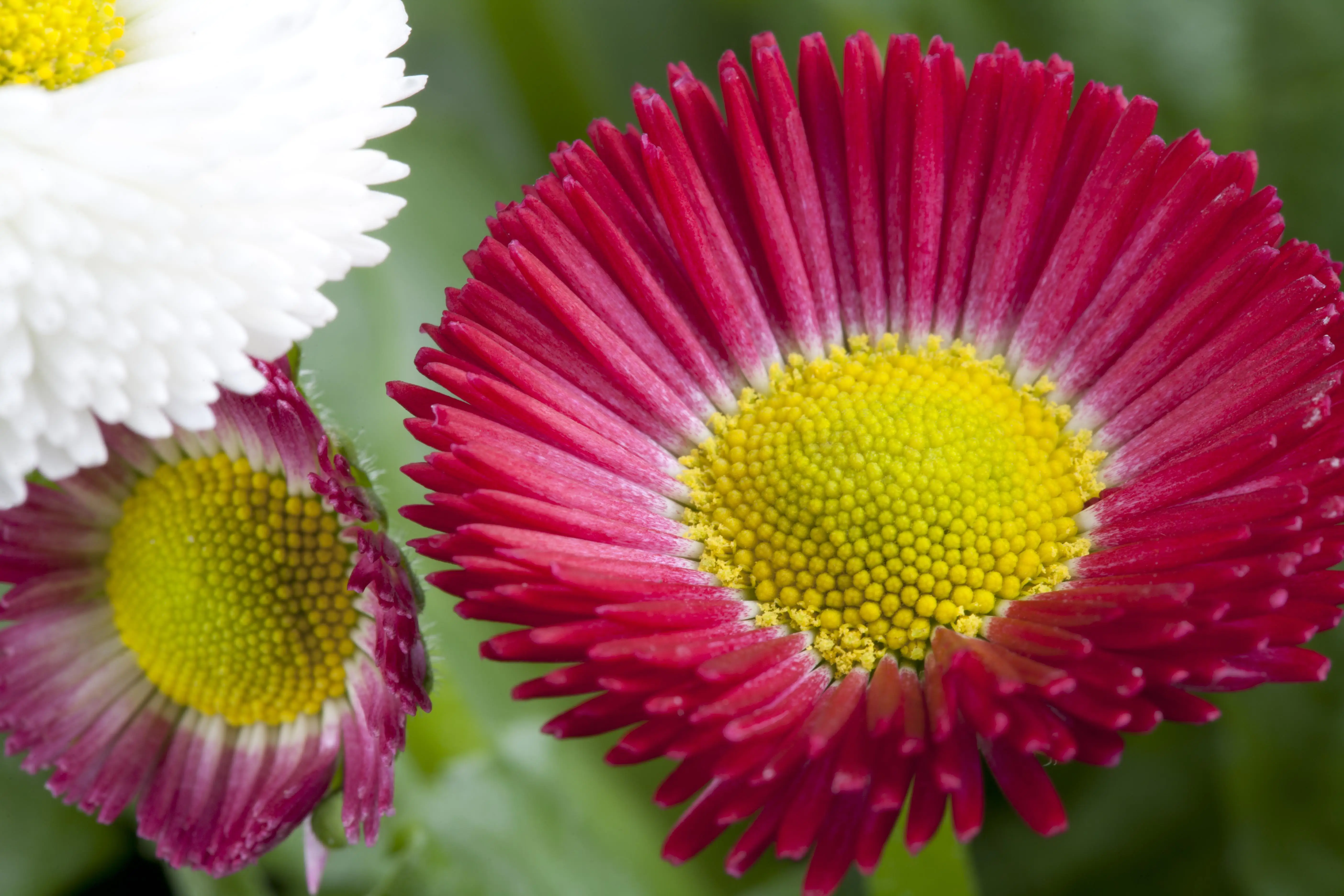8717929979202_2 Gänseblümchen Bellis H ca. 10 cm 10er Pack