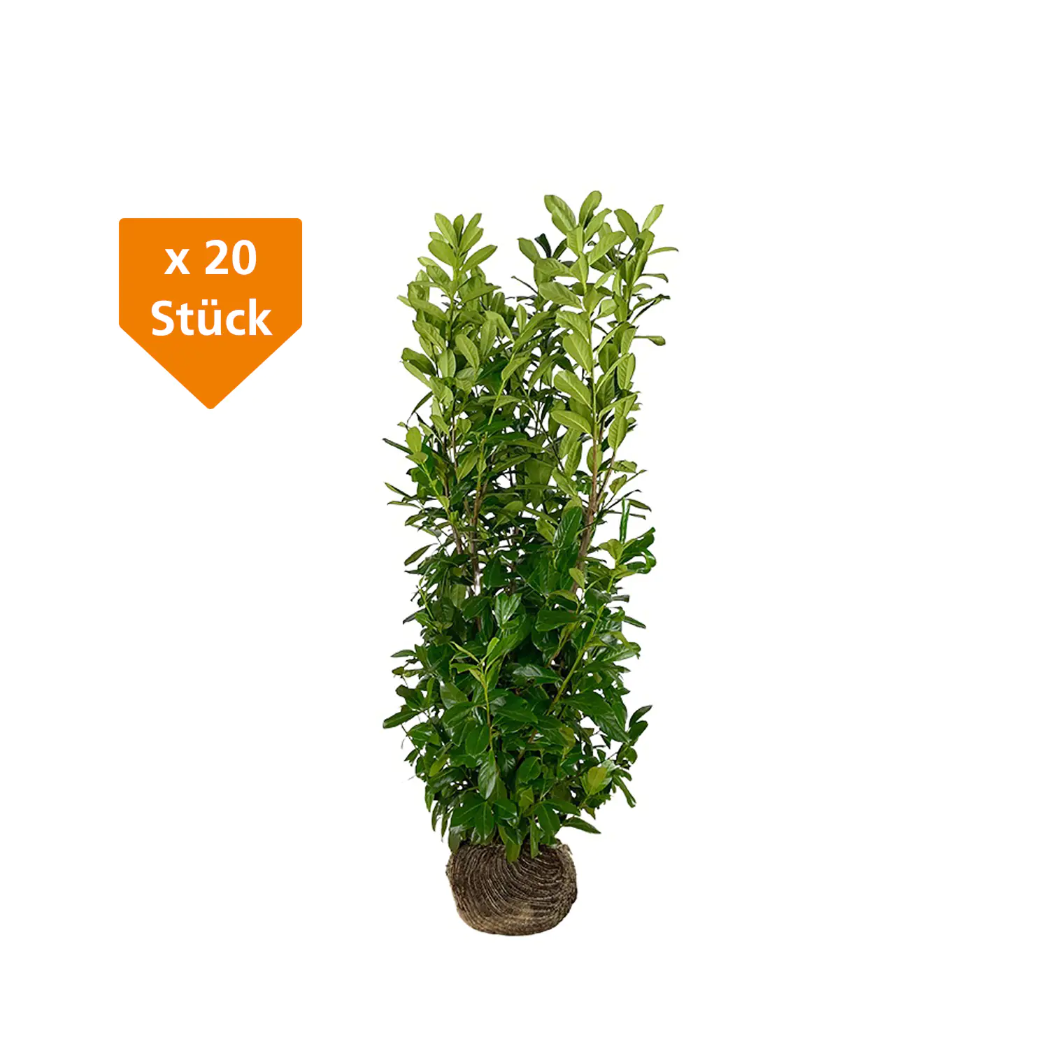 Kirschlorbeer Rotundifolia Prunus laur. Rotundifolia H 100 - 125 cm, 20 Stück