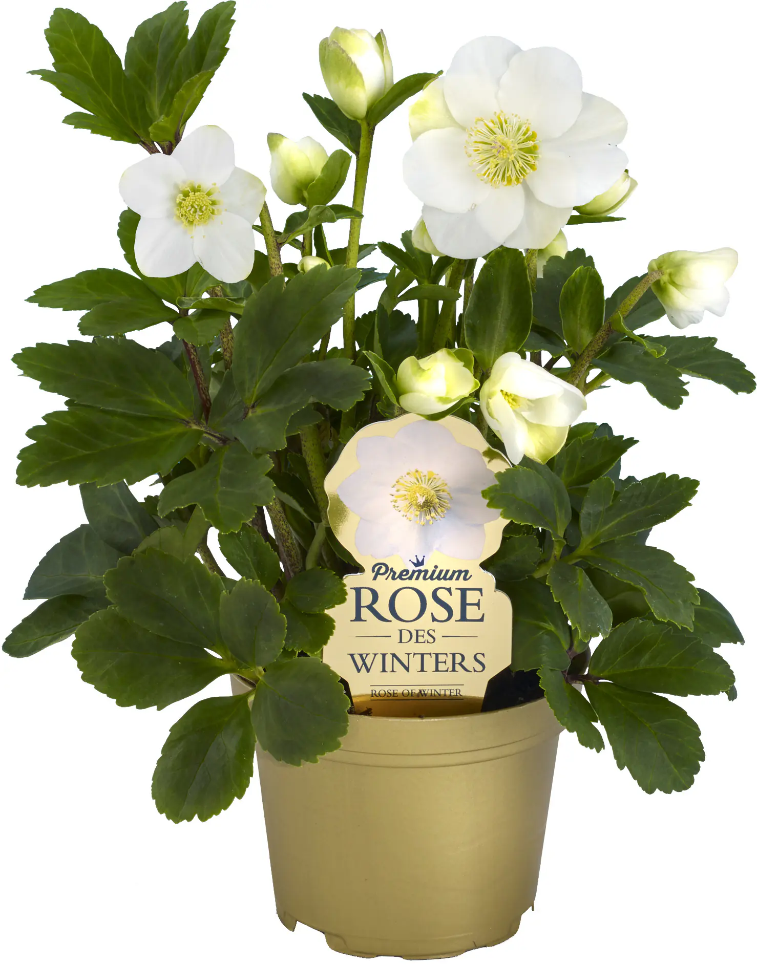 Christrose Helleborus Christmas Carol 9 cm Topf
