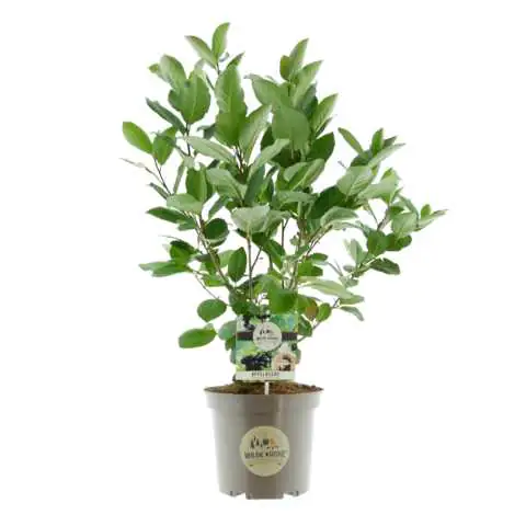 Wilde Küche Apfelbeere 23 cm Topf, 40-60 cm hoch Wilde Küche Apfelbeere 23 cm Topf, 40-60 cm hoch
