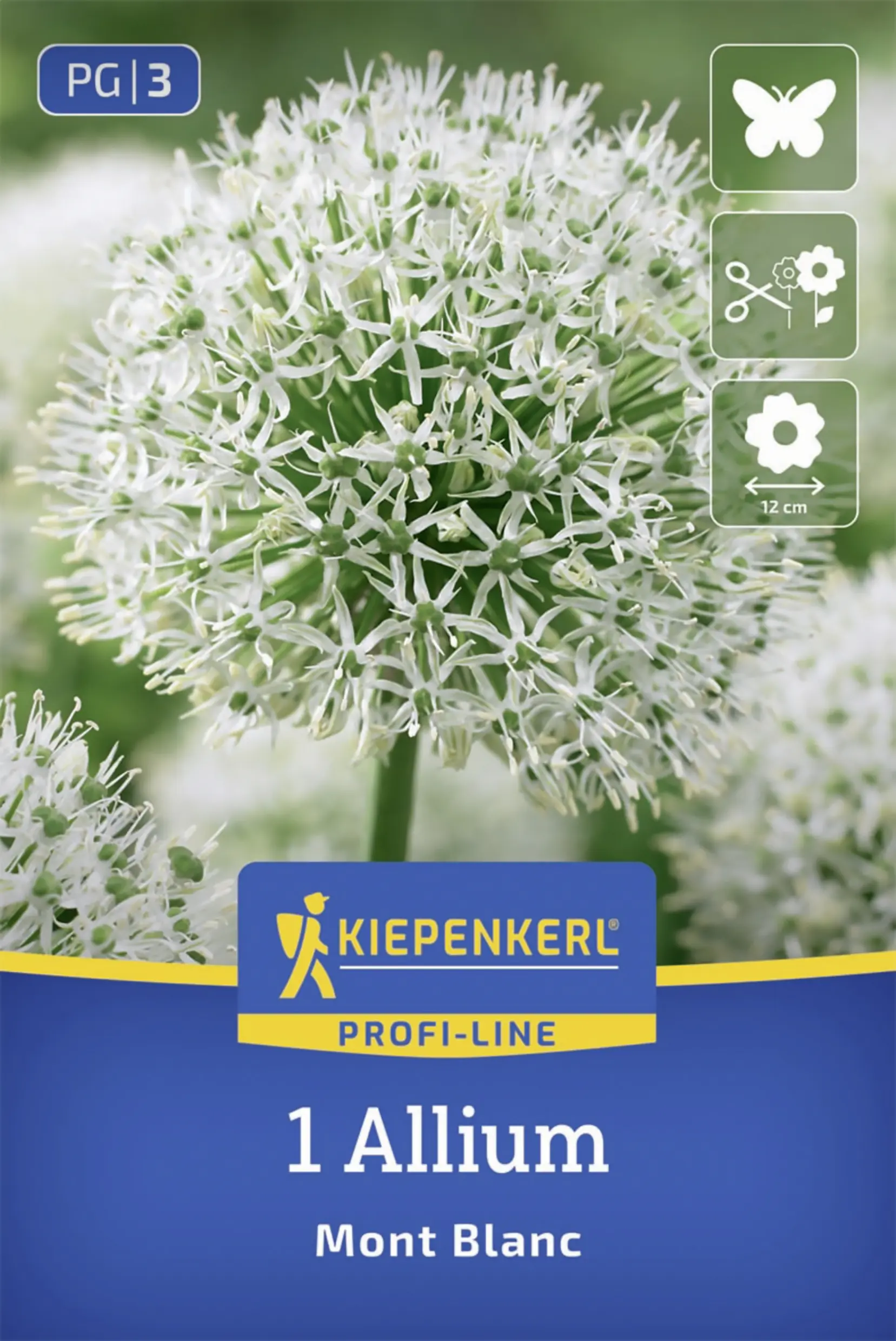 Kiepenkerl Profi-Line Zierlauch Mont Blanc weiß 1 Stück