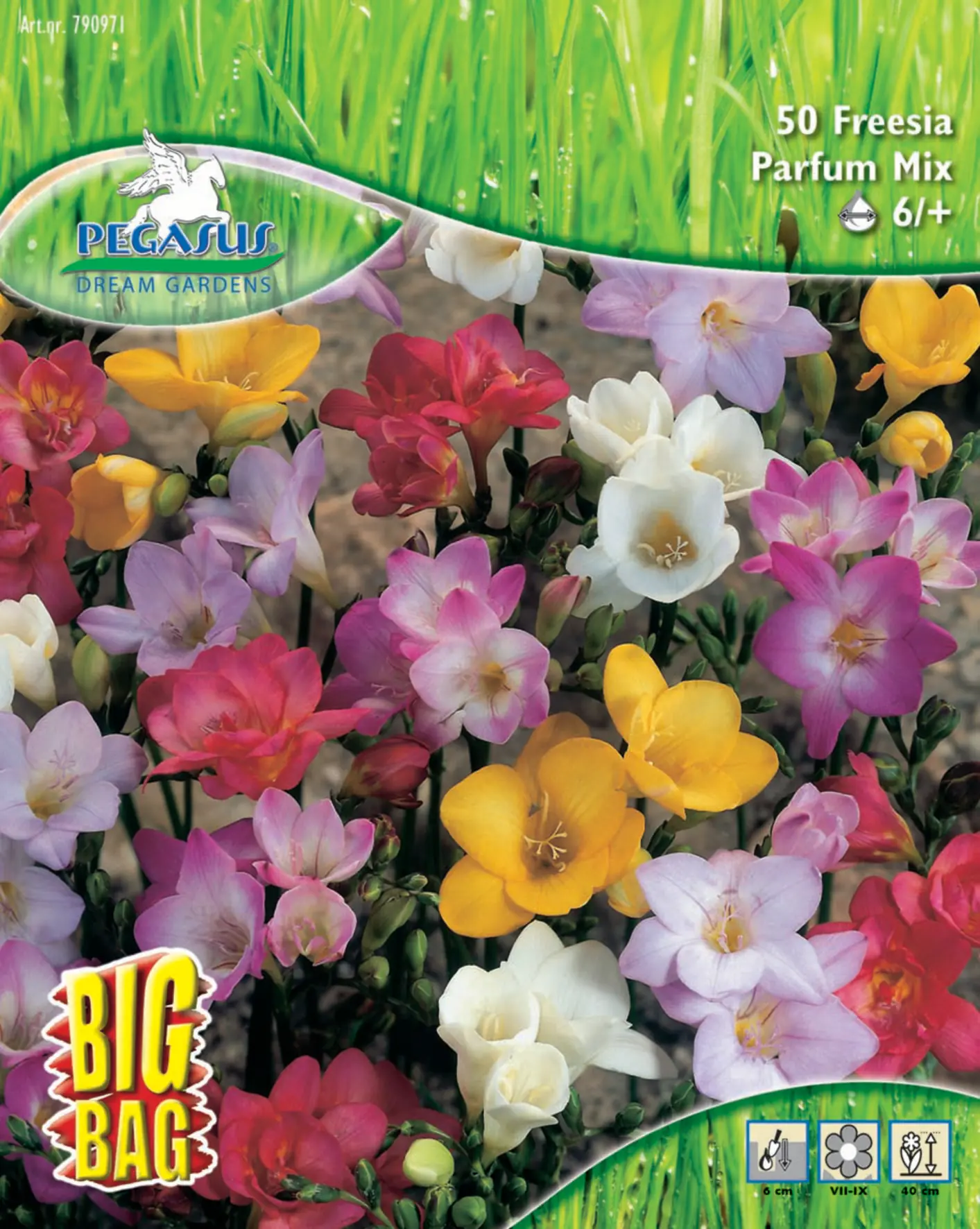 Kiepenkerl Freesien einfach blühende Mischung