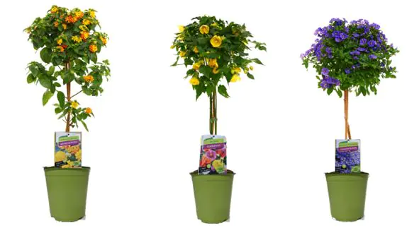 Sommerflor Kübelpflanzen Stamm 19 cm