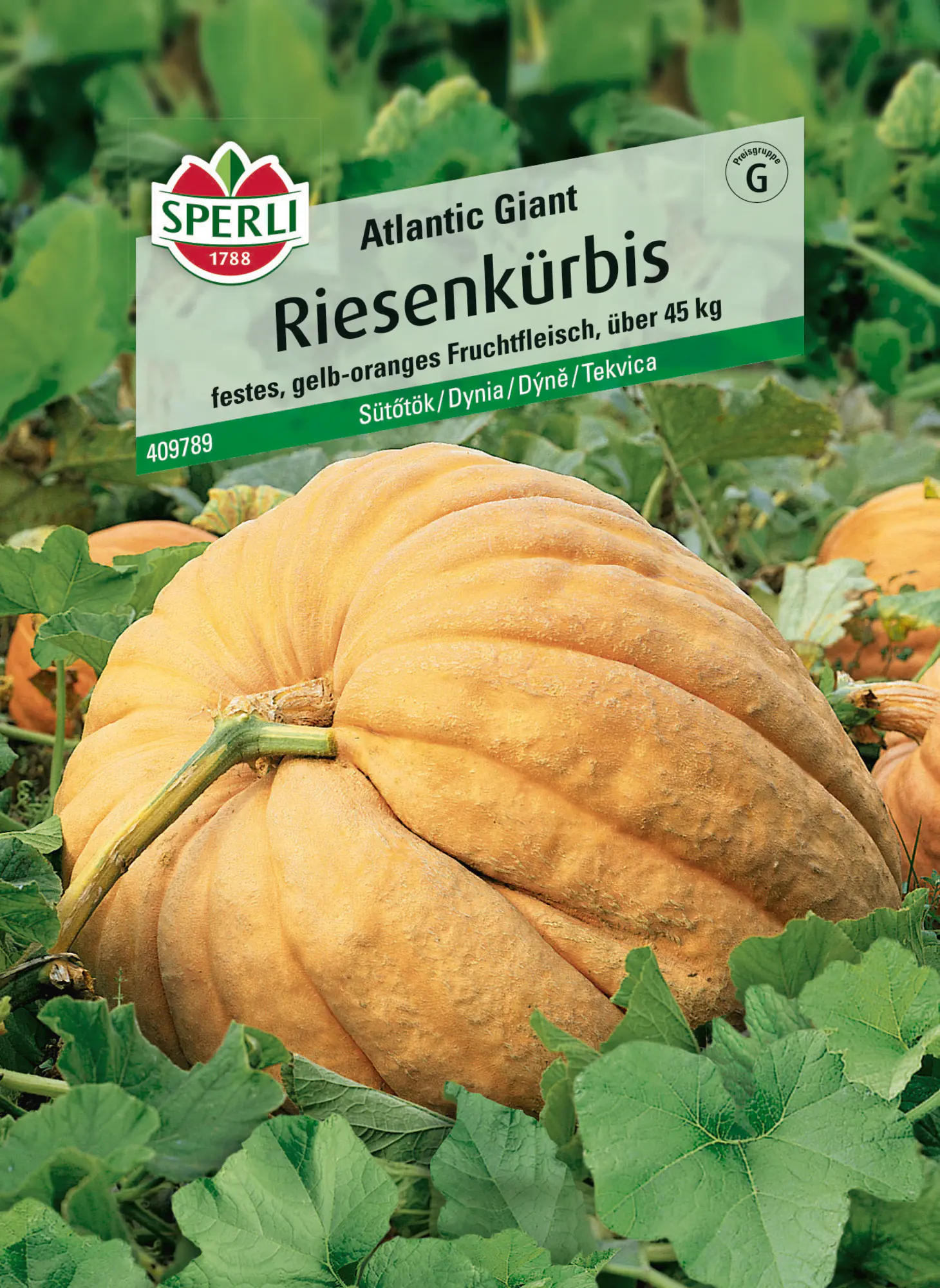 Sperli Saatgut Riesenkürbis Atlantic Giant für ca. 7 Pflanzen