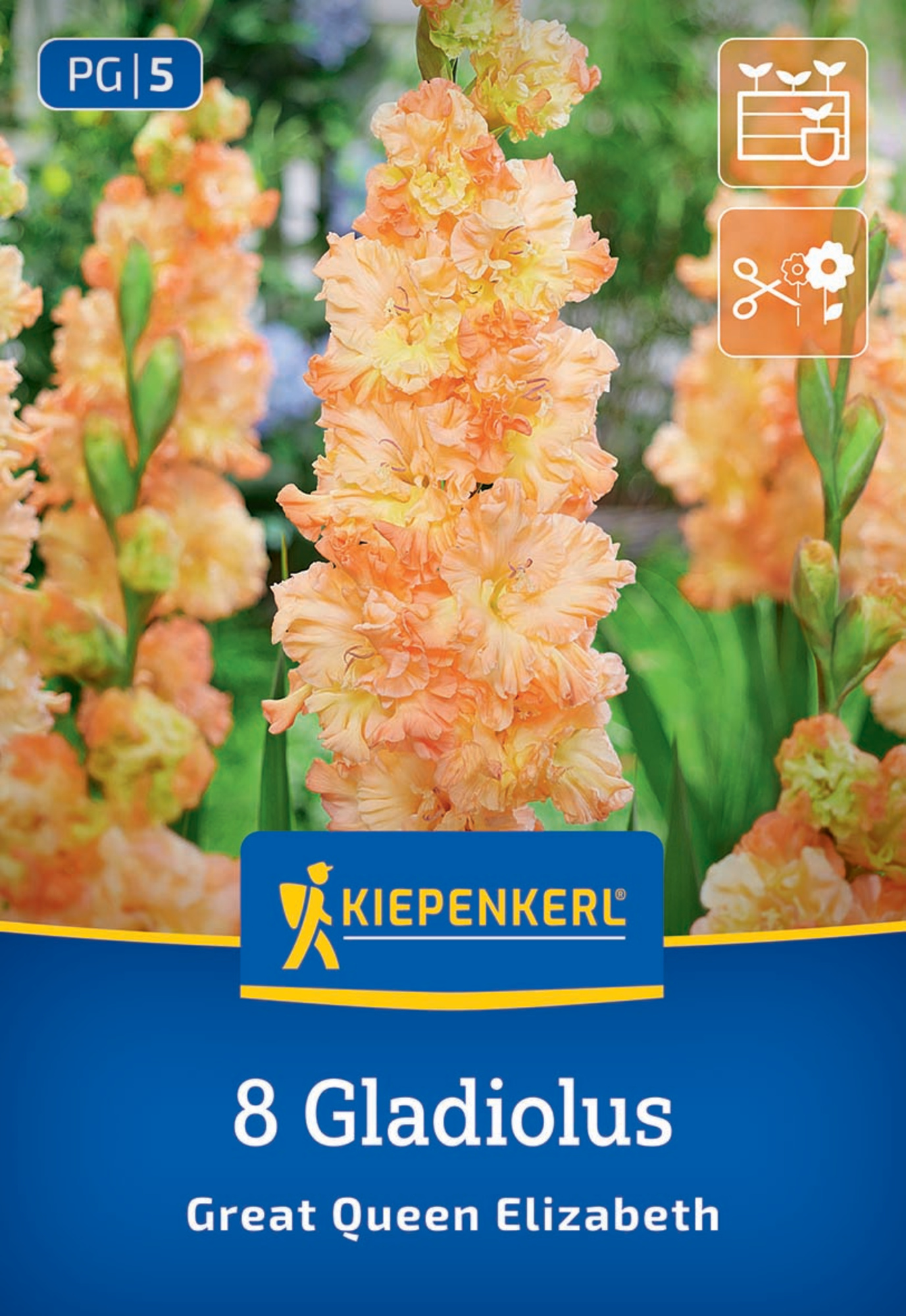 Kiepenkerl Frühjahrsblumenzwiebel Großblumige Gladiole The Great Queen Elisabeth 8 Stück