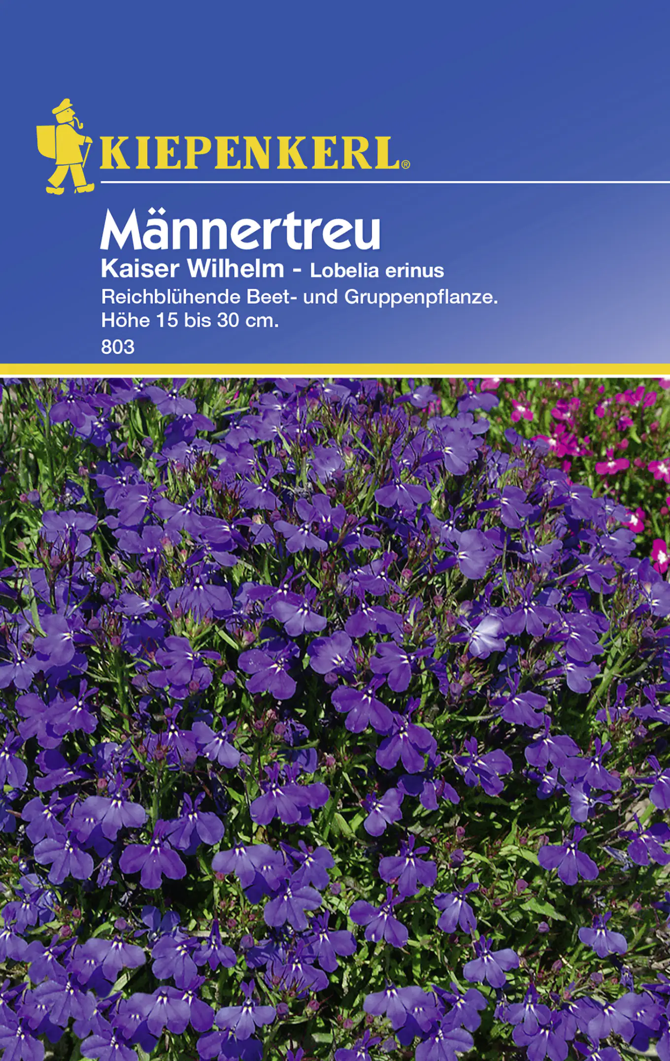 Kiepenkerl Männertreu Kaiser Wilhelm Lobelia erinus, Inhalt: ca. 50 Pflanzen
