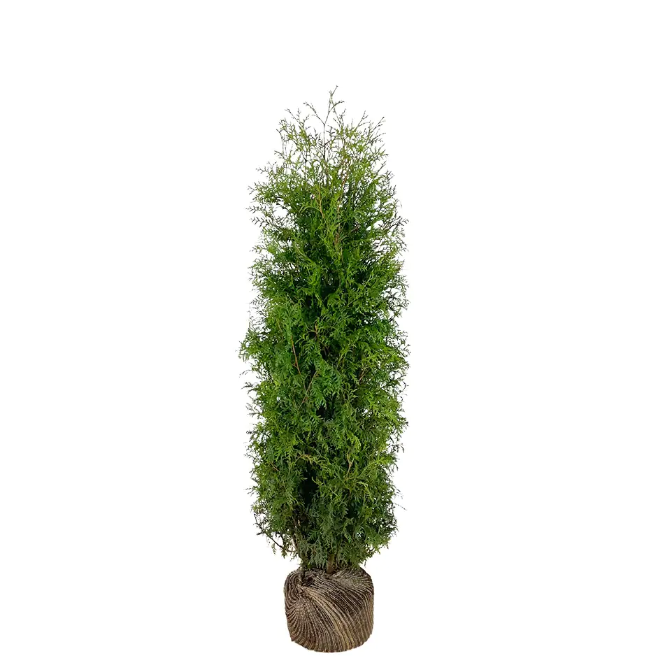 Lebensbaum Thuja occ. Brabant H 100 - 120 cm, 25 Stück Lebensbaum Thuja occ. Brabant H 100 - 120 cm, 25 Stück