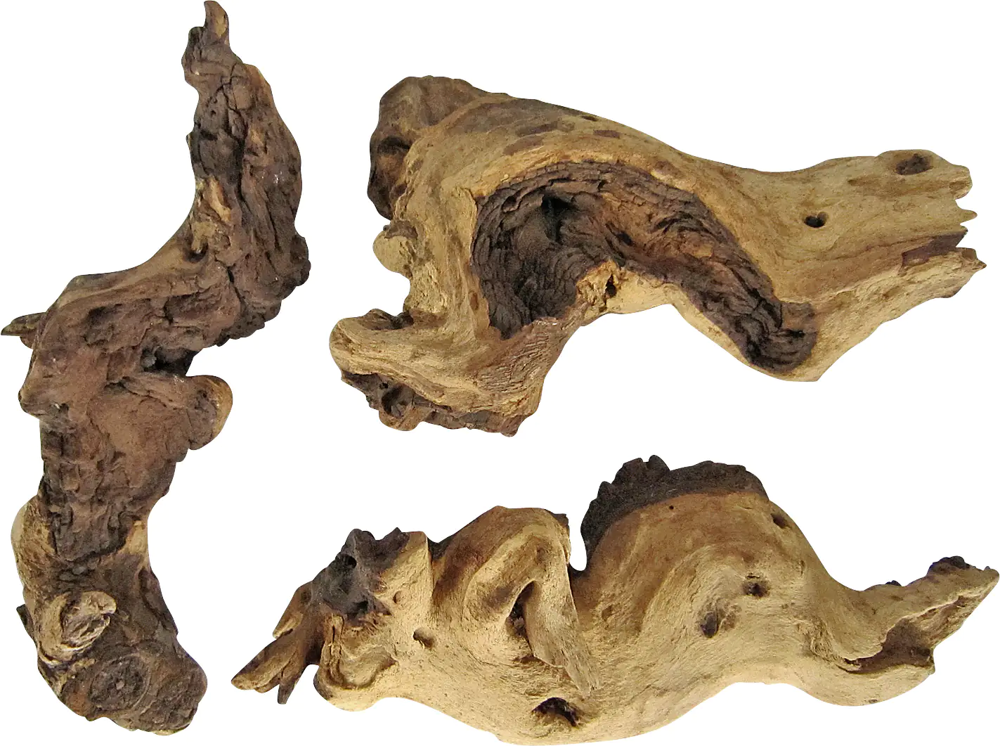 Orbit Mopani-Wurzel small