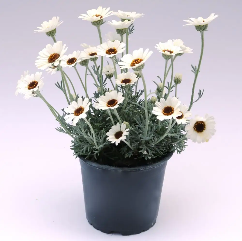 Marokkanische Margerite Rhodanthemum H ca 25 cm 13 cm Topf