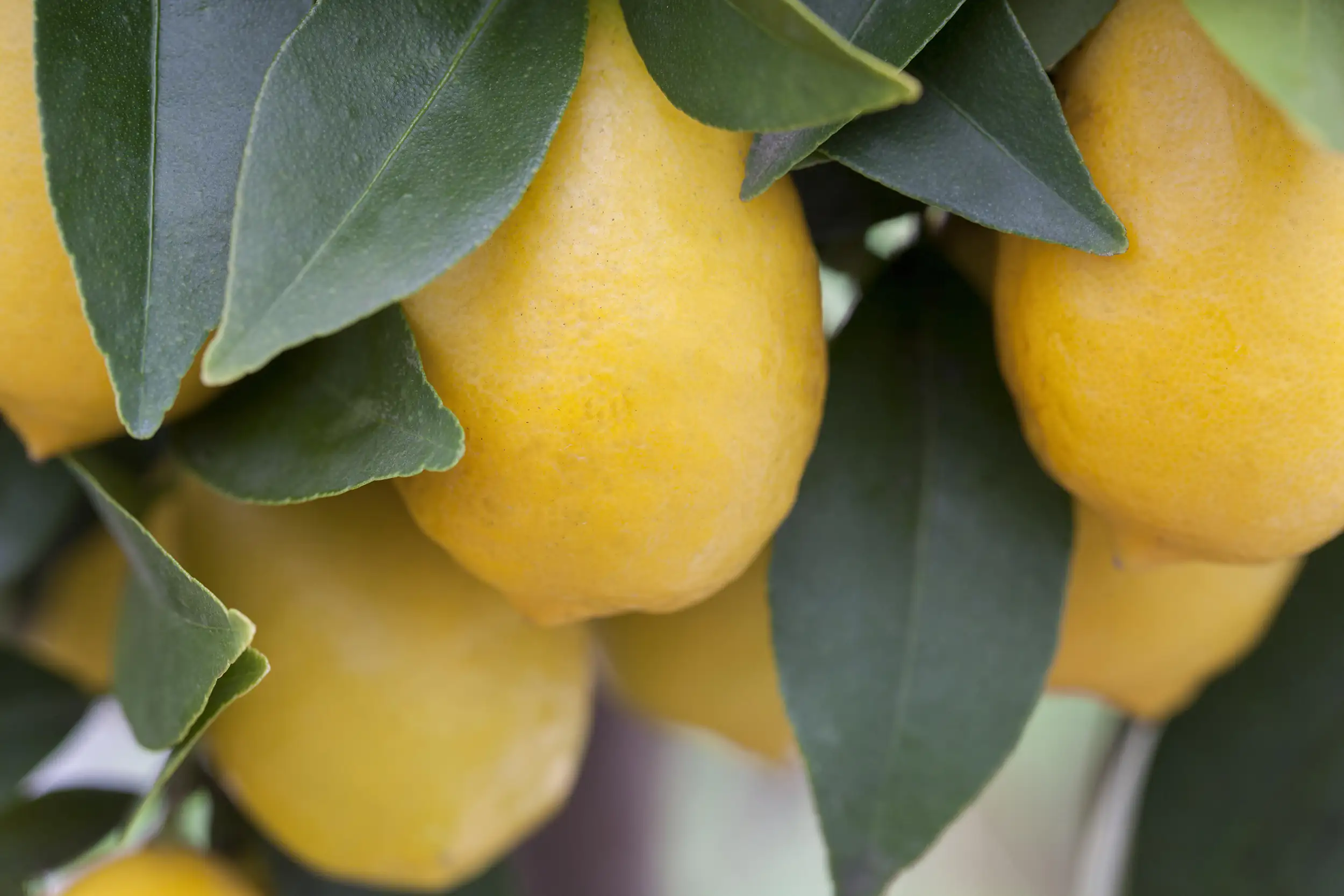 8717929957088_02 Zitronenbaum Citrus Limon H ca 80 cm 23 cm Topf