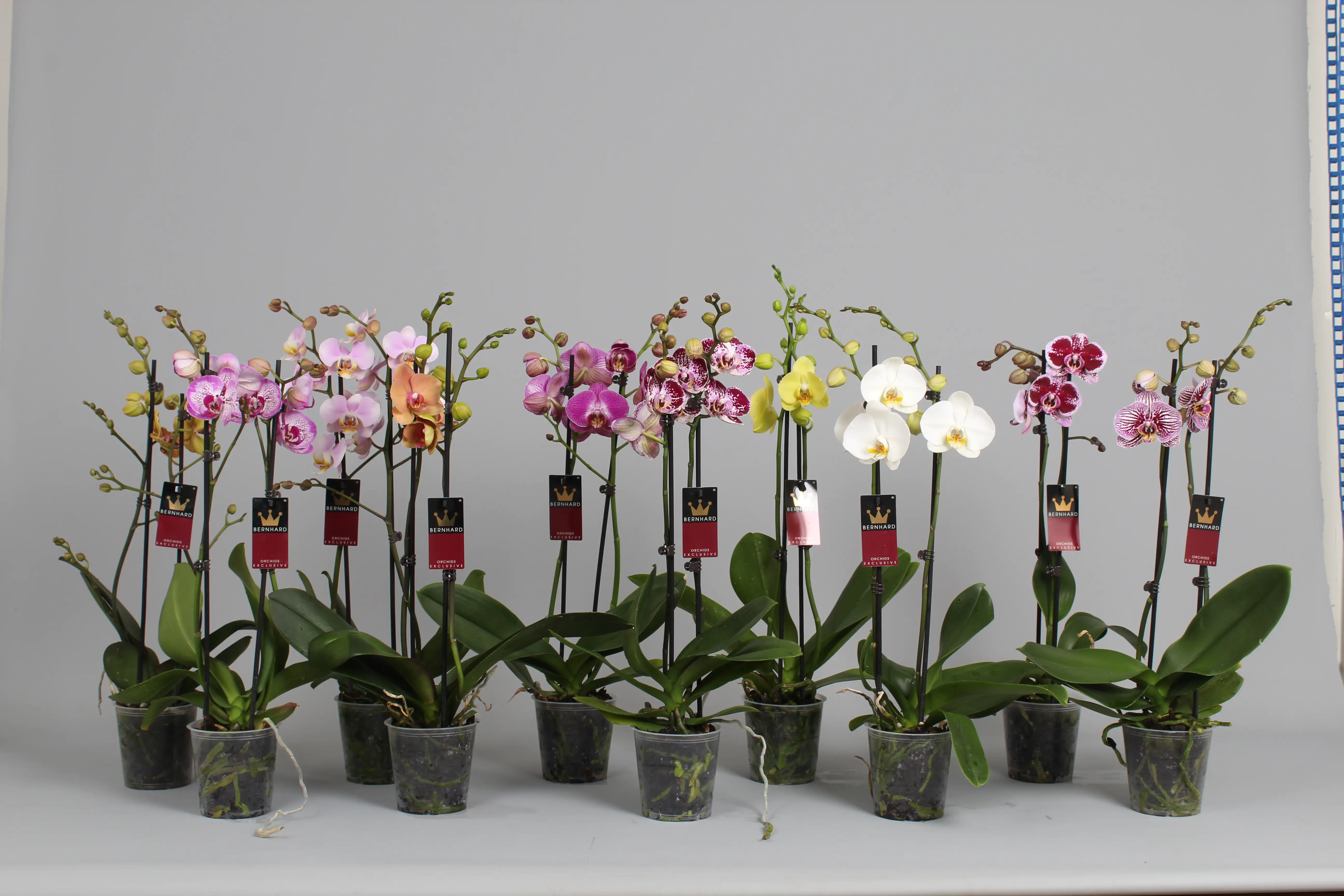 Orchidee Phalaenopsis 2-Trieber H 60 - 70 cm  12 cm Topf