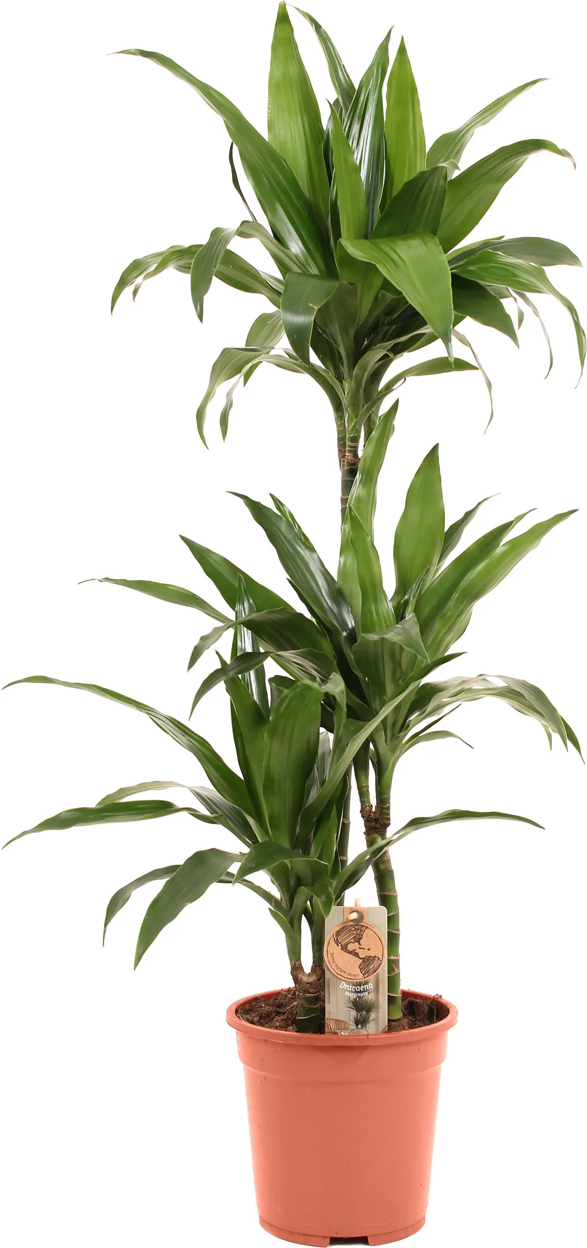 Grünpflanzen im 21 cm Topf, verschiedene Sorten