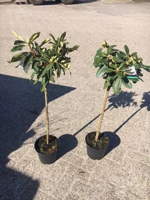 4029395015211 Rhododendron in Sorten 5 l Container