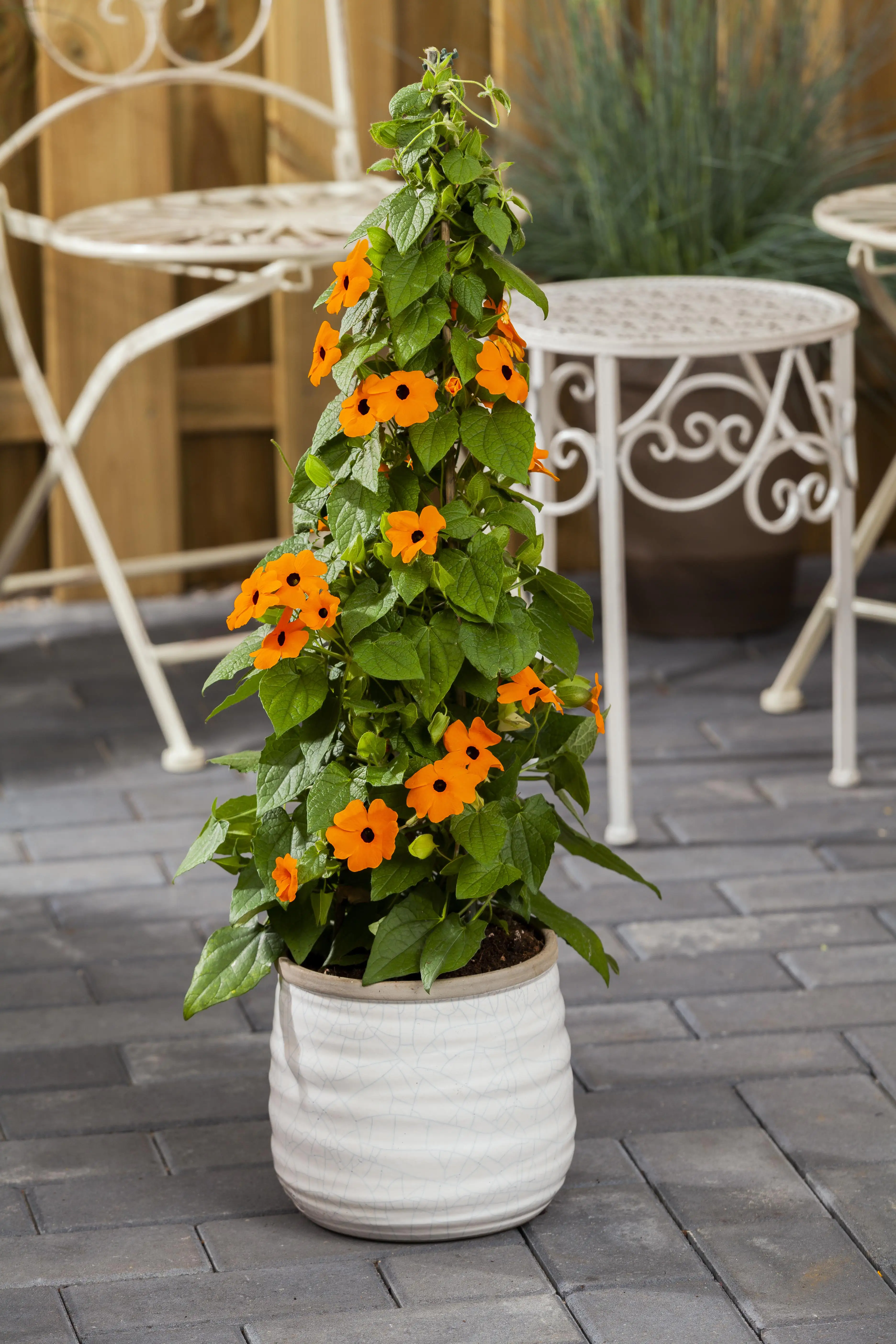 8717929517237_1 Schwarzäugige Susanne Pyramide H ca. 65 cm 19 cm Topf