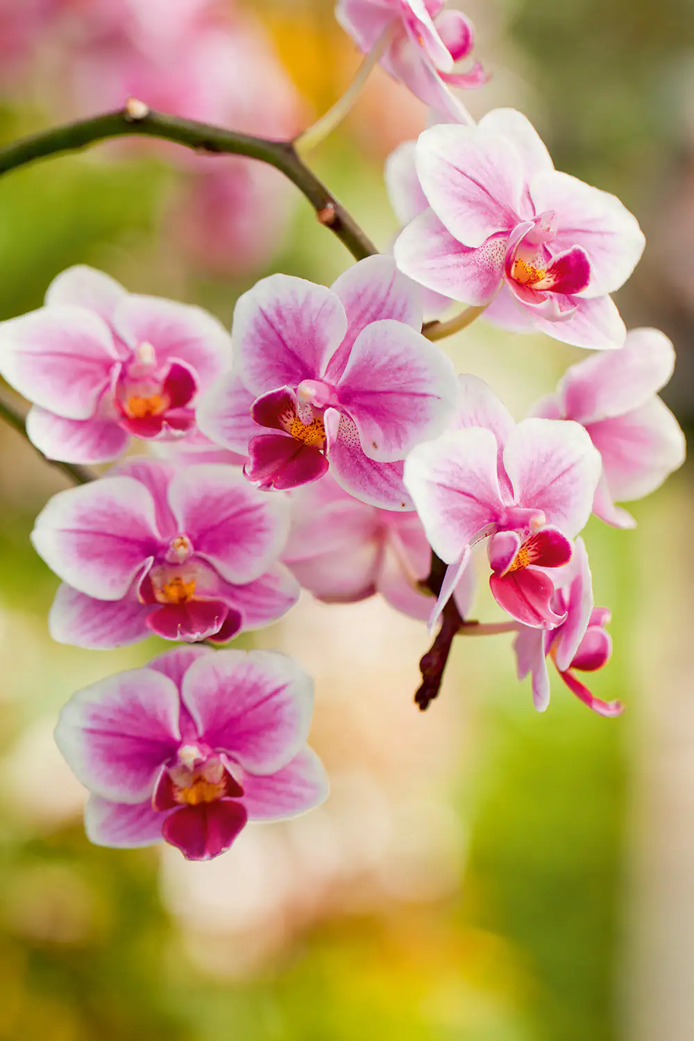 4006398410472_4 Floragard Orchideenerde torffrei