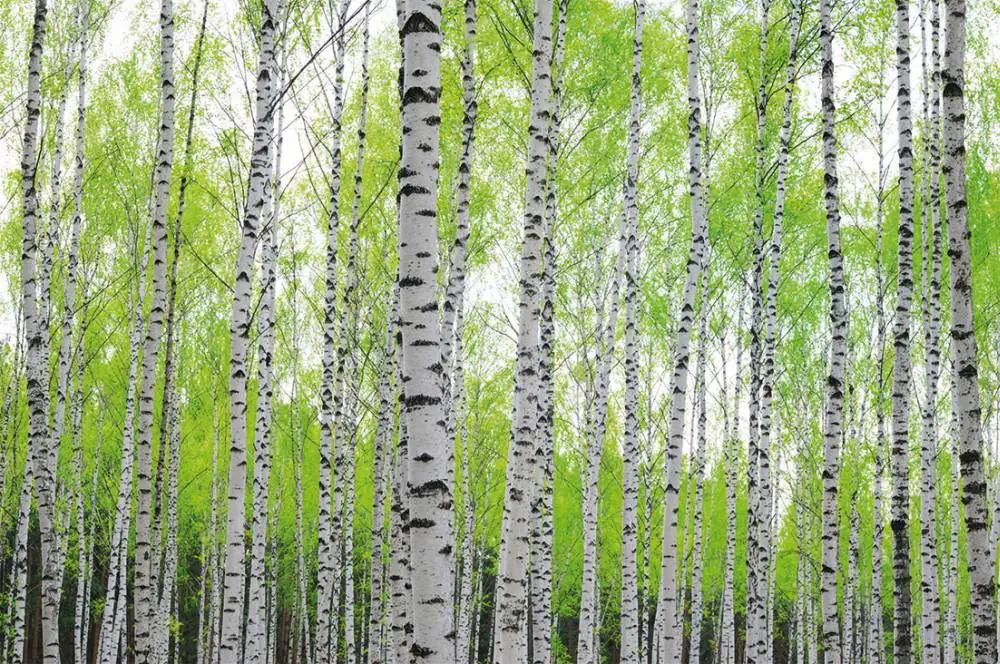 papermoon Vlies- Fototapete Digitaldruck 250 x 180 cm Birch Forest