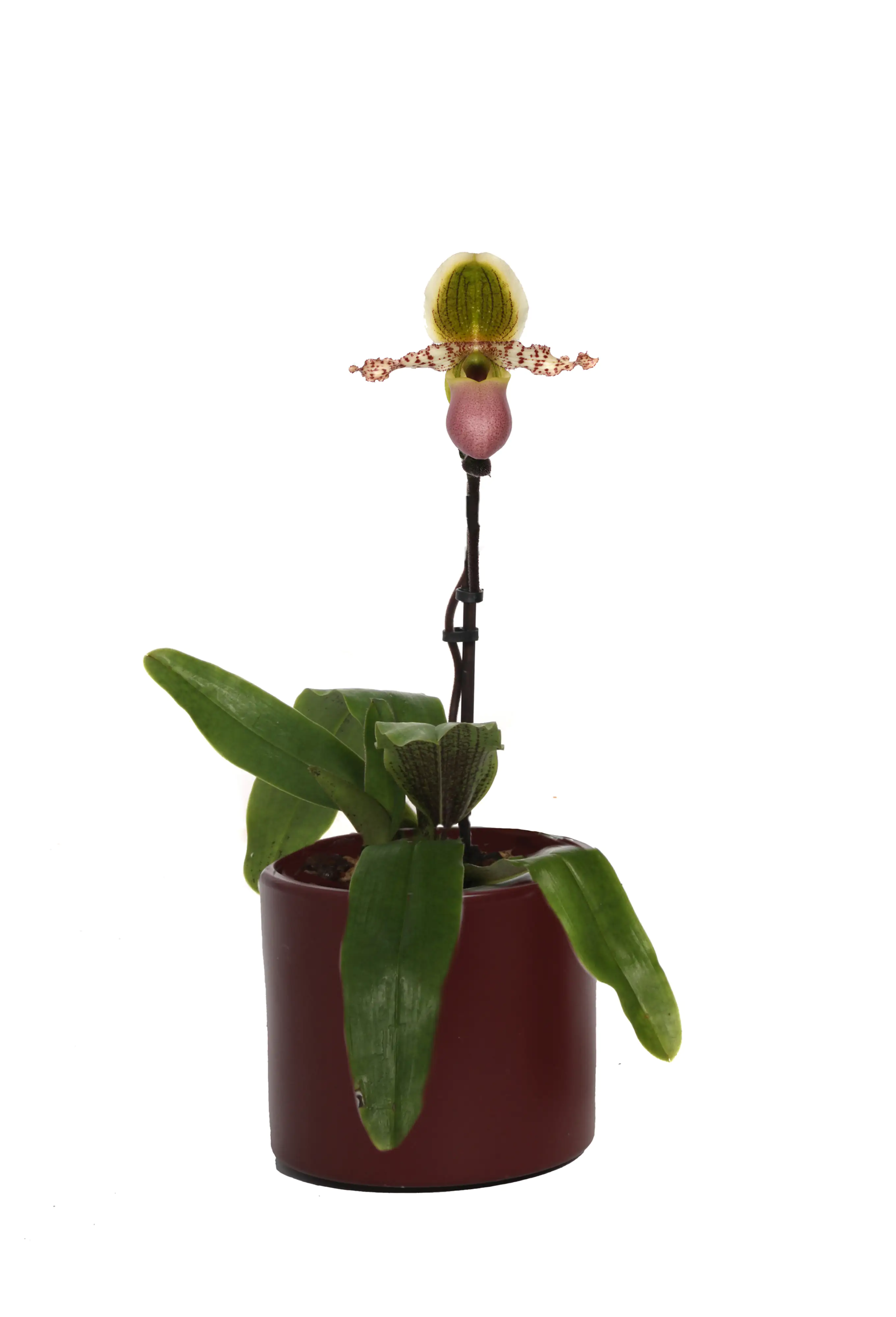 Frauenschuh Paphiopedilum Pinocchio H ca 40 cm 12 cm Topf Frauenschuh Paphiopedilum Pinocchio H ca 40 cm 12 cm Topf