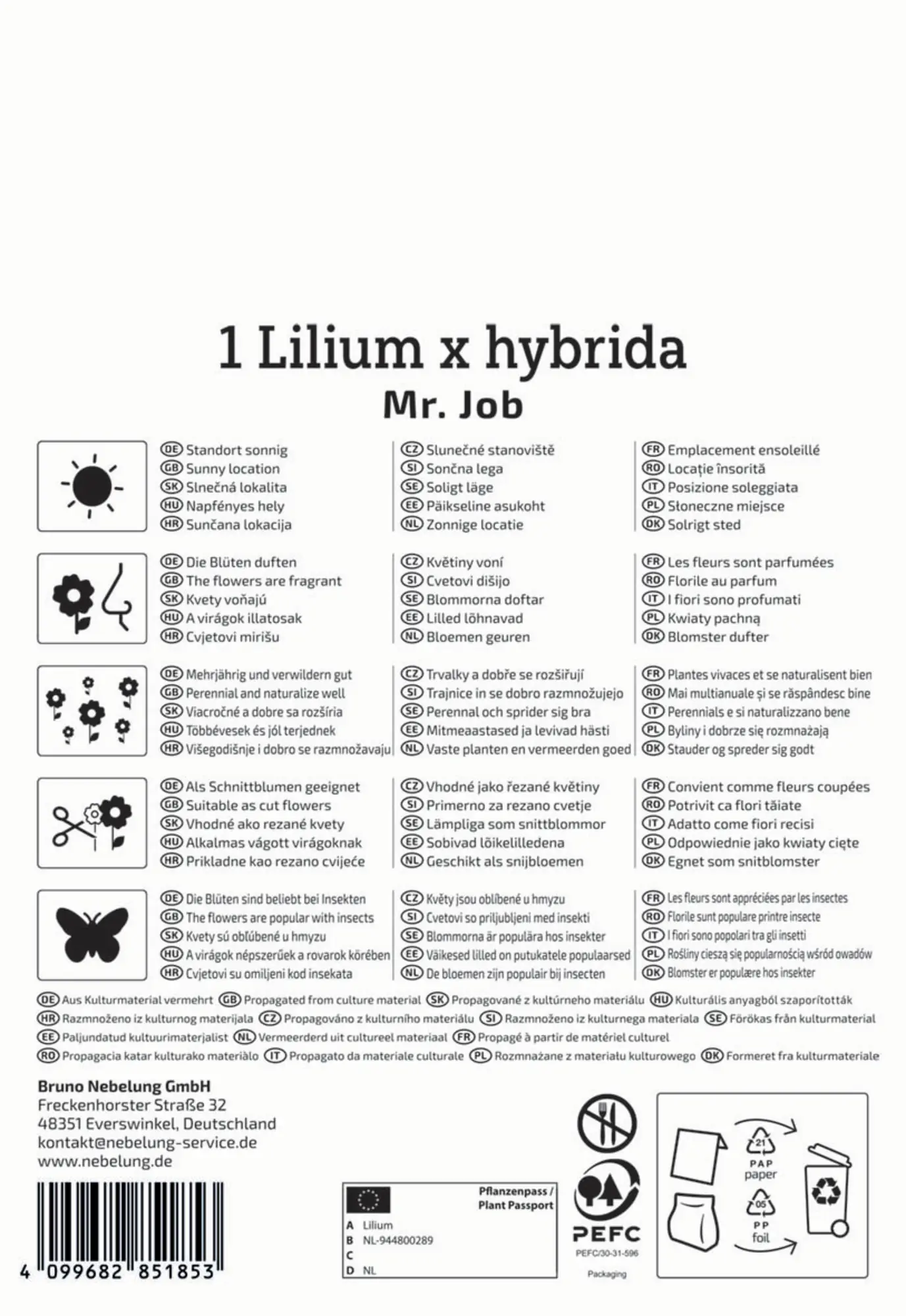 Kiepenkerl Herbstblumenzwiebel Profi-Line Baumlilie Mr. Job 1 Stück