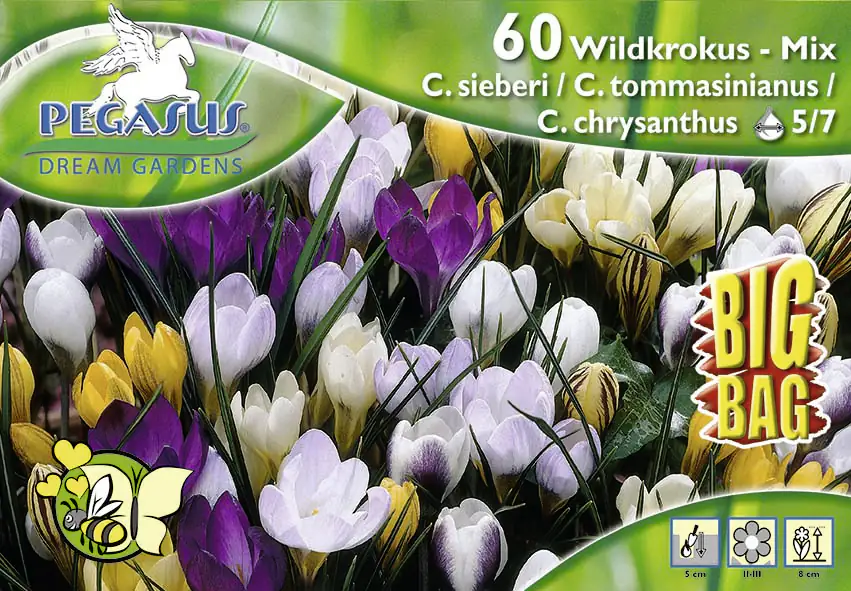 Pegasus BigBag Botanische Krokus Mischung Crocus chrysanthus