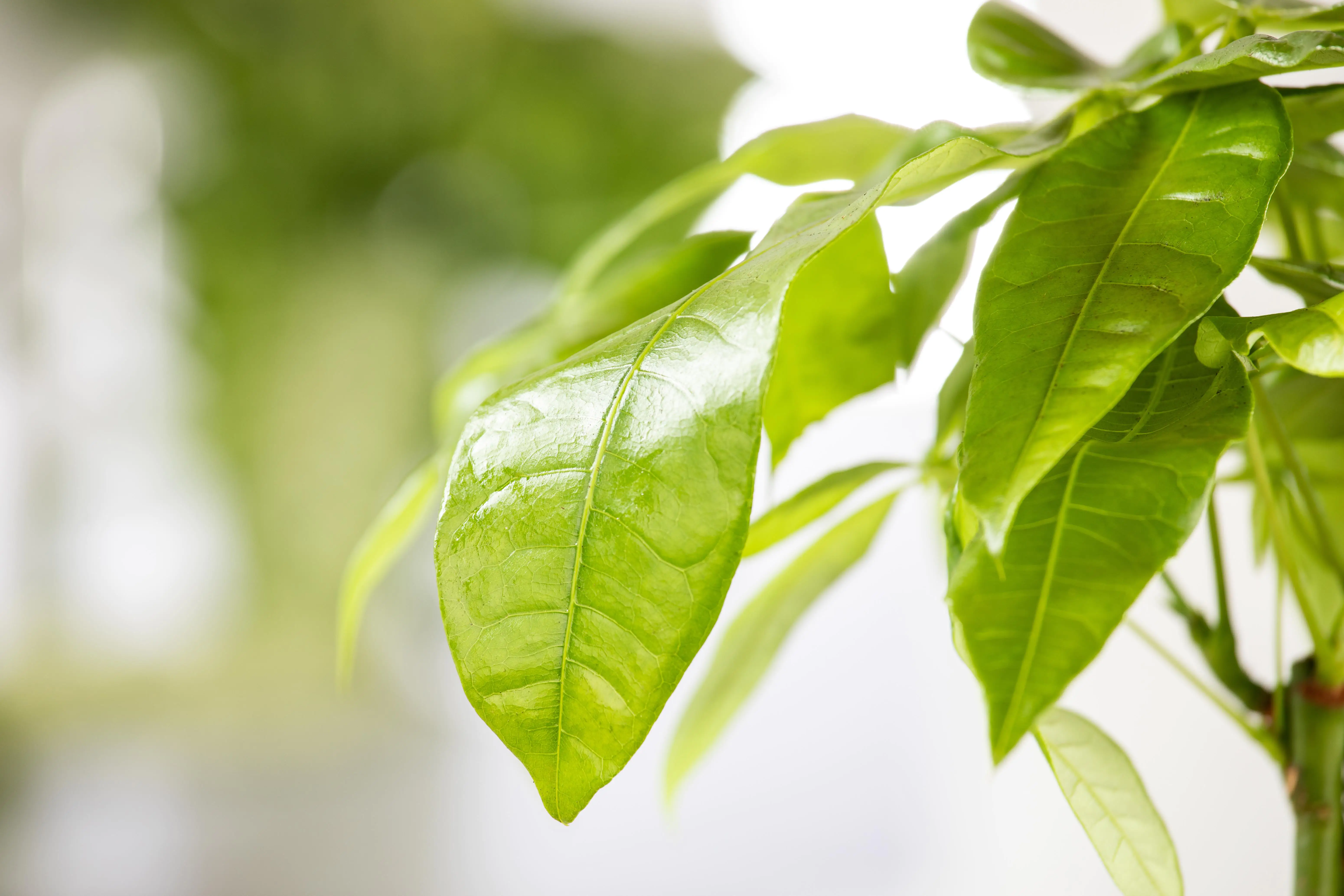 Glückskastanie Pachira aquatica Trunk H ca. 45 cm 14 cm Topf