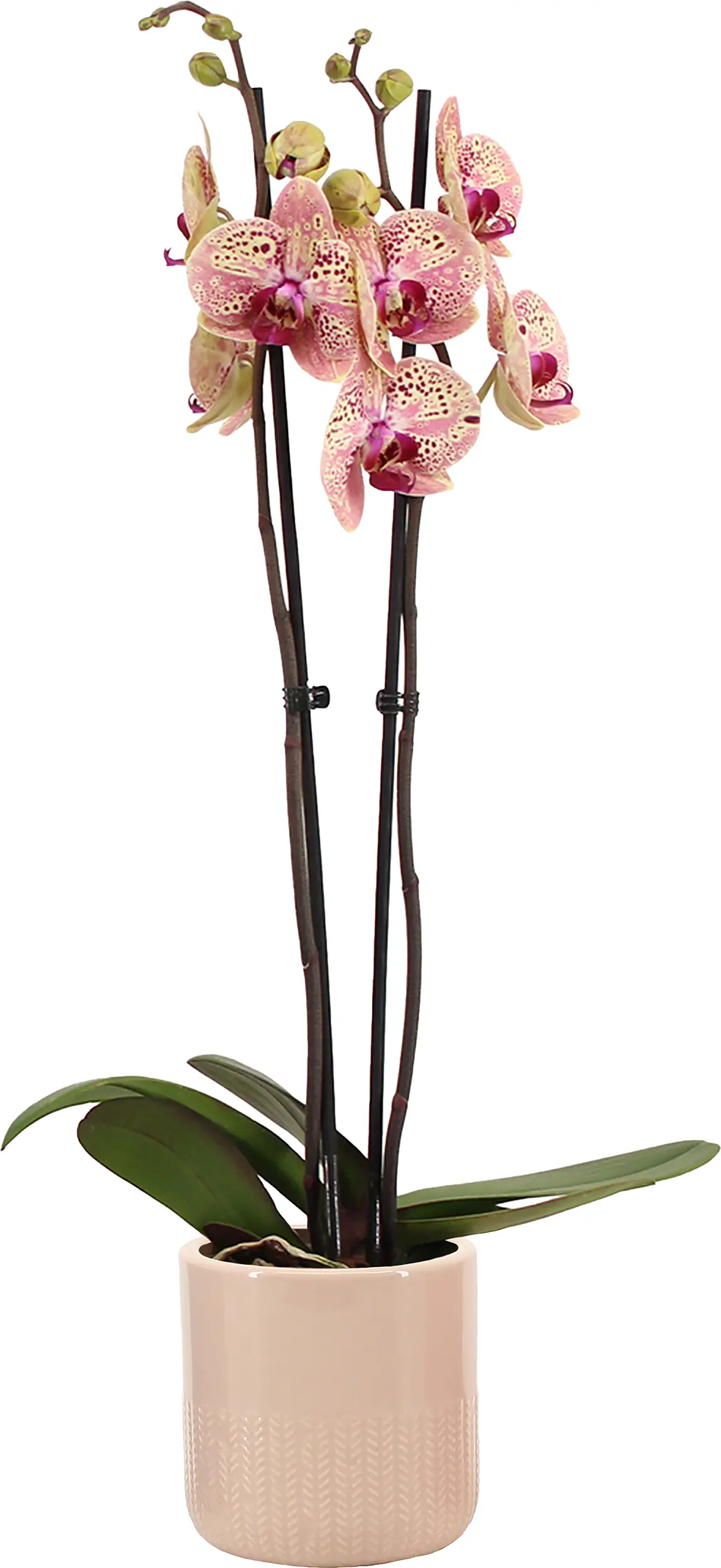 Orchidee Phalaenopsis 2 Trieber mit 12 cm Keramiktopf