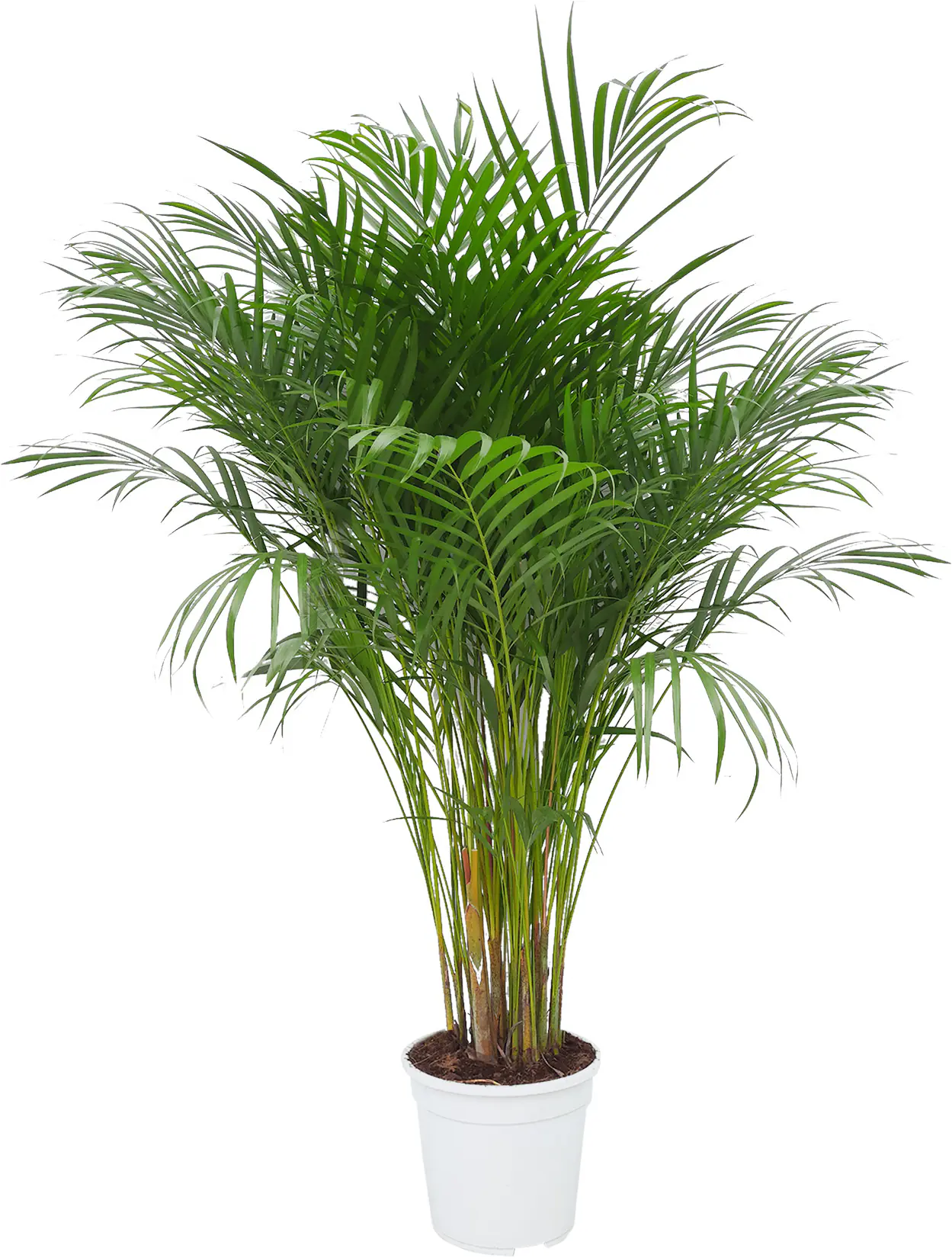 Areca Palme Dypsis Lutescens H 130 cm, 24 cm Topf