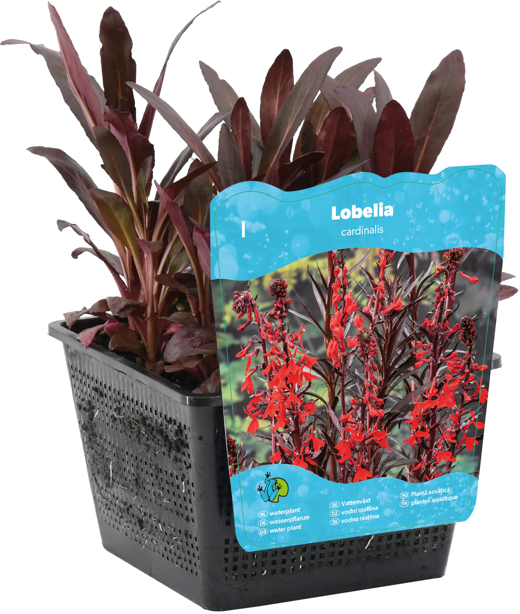 Wasserpflanze Wasserlobelie 18 cm Topf