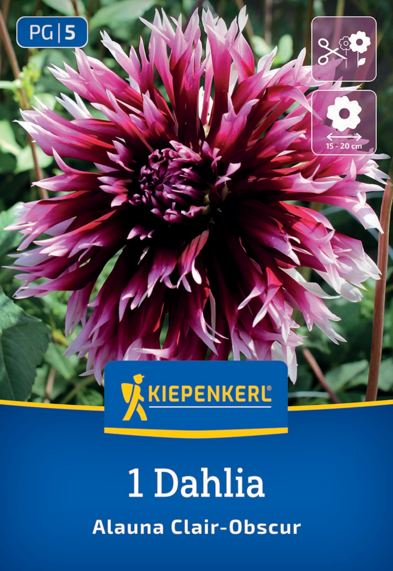 Kiepenkerl Frühjahrsblumenzwiebel Splitt-Dahlie Alauna Clair Obscure 1 Stück