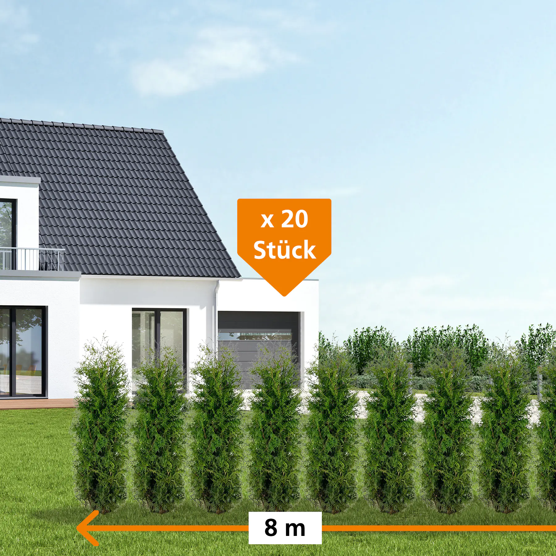 Lebensbaum Thuja occ. Brabant H 120 - 140 cm, 20 Stück