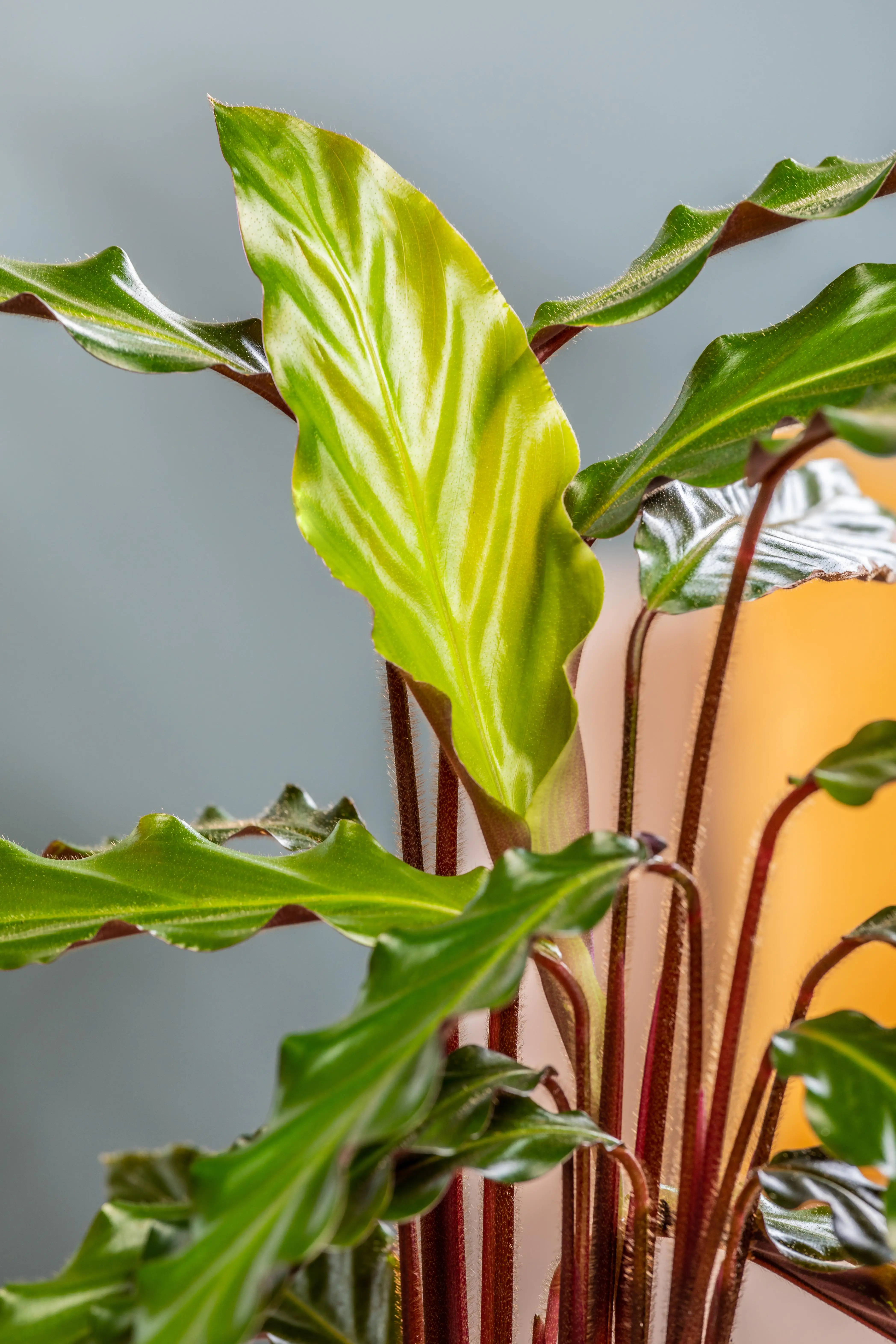 8717432241155_2 Pfeilwurze Calathea rufibarba Rufibarba H ca. 45 cm 14 cm Topf