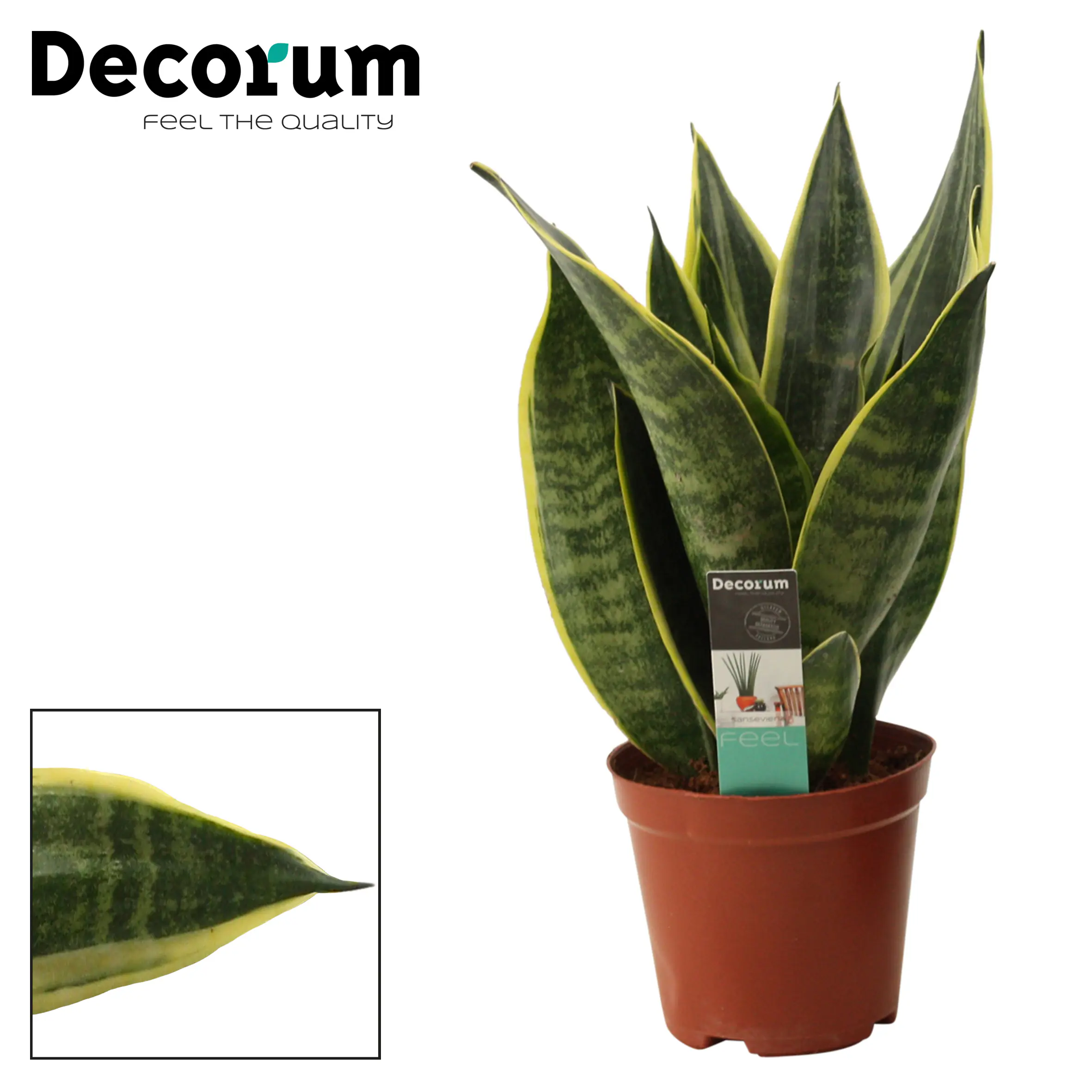 Sondersorten Sansevieria Bogenhanf im 12 cm Topf Sondersorten Sansevieria Bogenhanf im 12 cm Topf