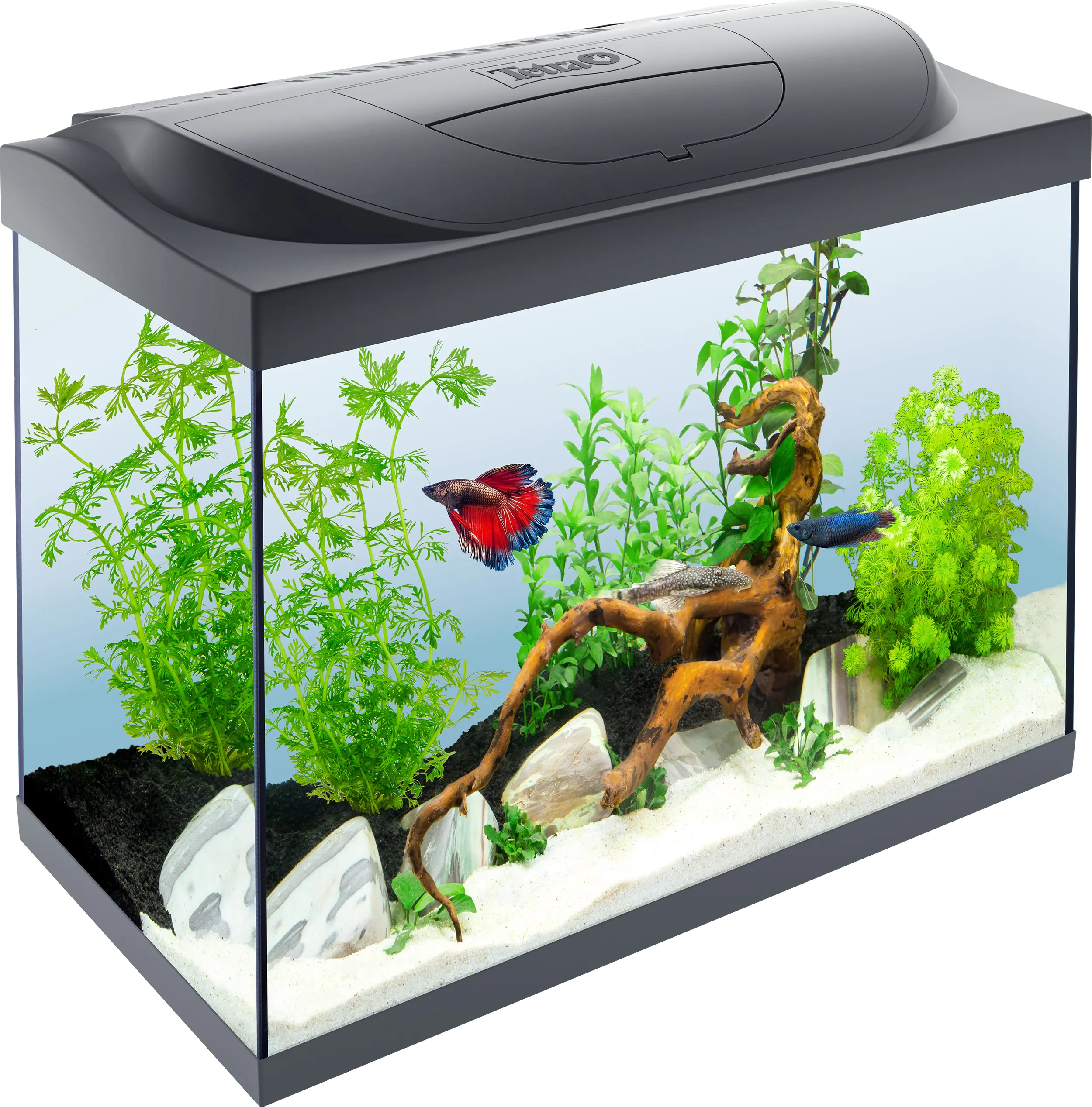 Tetra Starter Line Aquarium Set mit LED Tetra Starter Line Aquarium Set mit LED