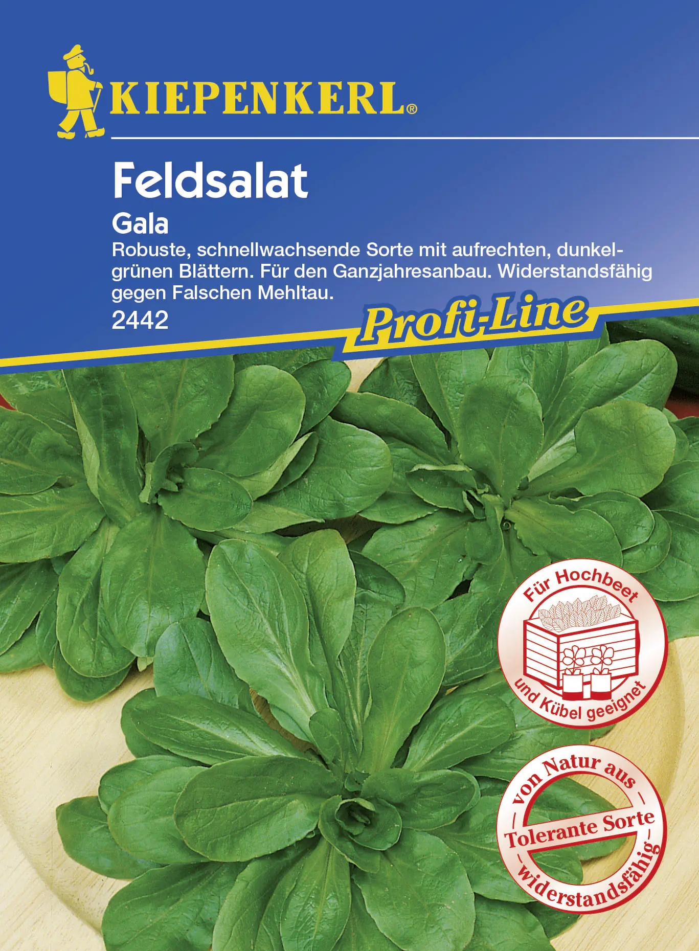 Kiepenkerl Feldsalat Gala Valerianella locusta, Inhalt: ca. 5 lfd. Meter
