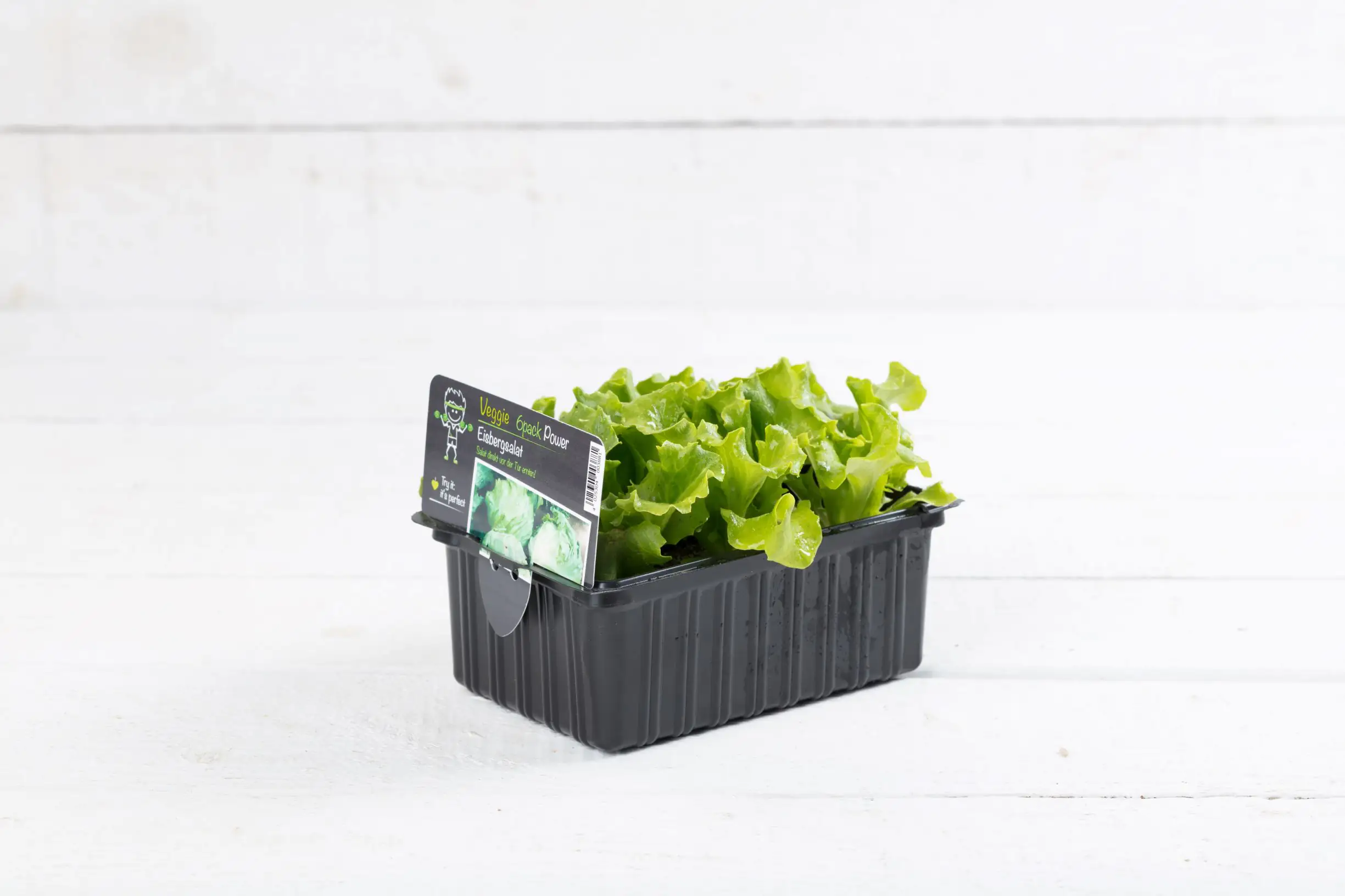 Salat- und Gemüsesetzlinge "Le Jardin Gourmand" Eissalat grün 6er Schale