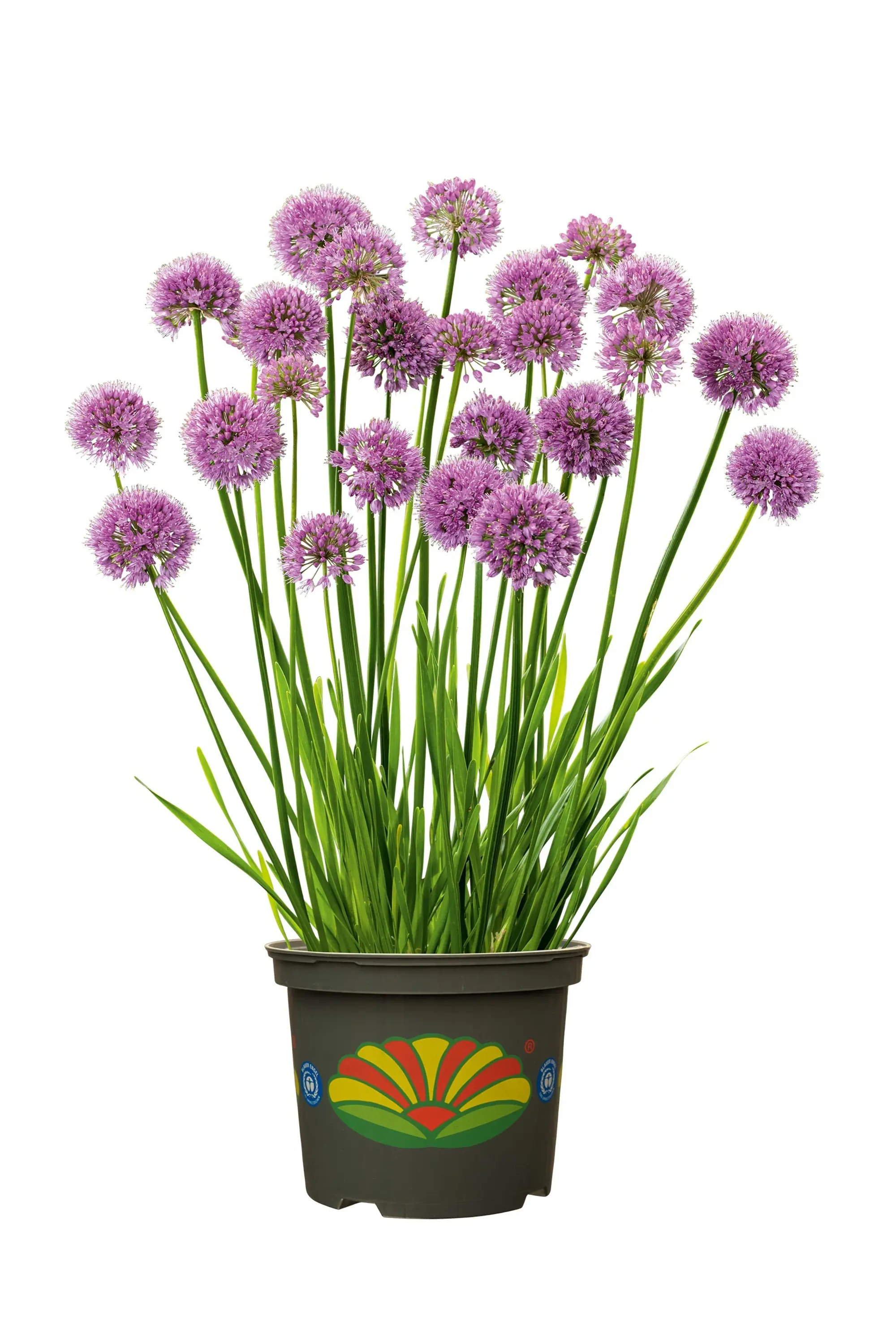 Allium Zierlauch 30 - 40 cm 5 L Container