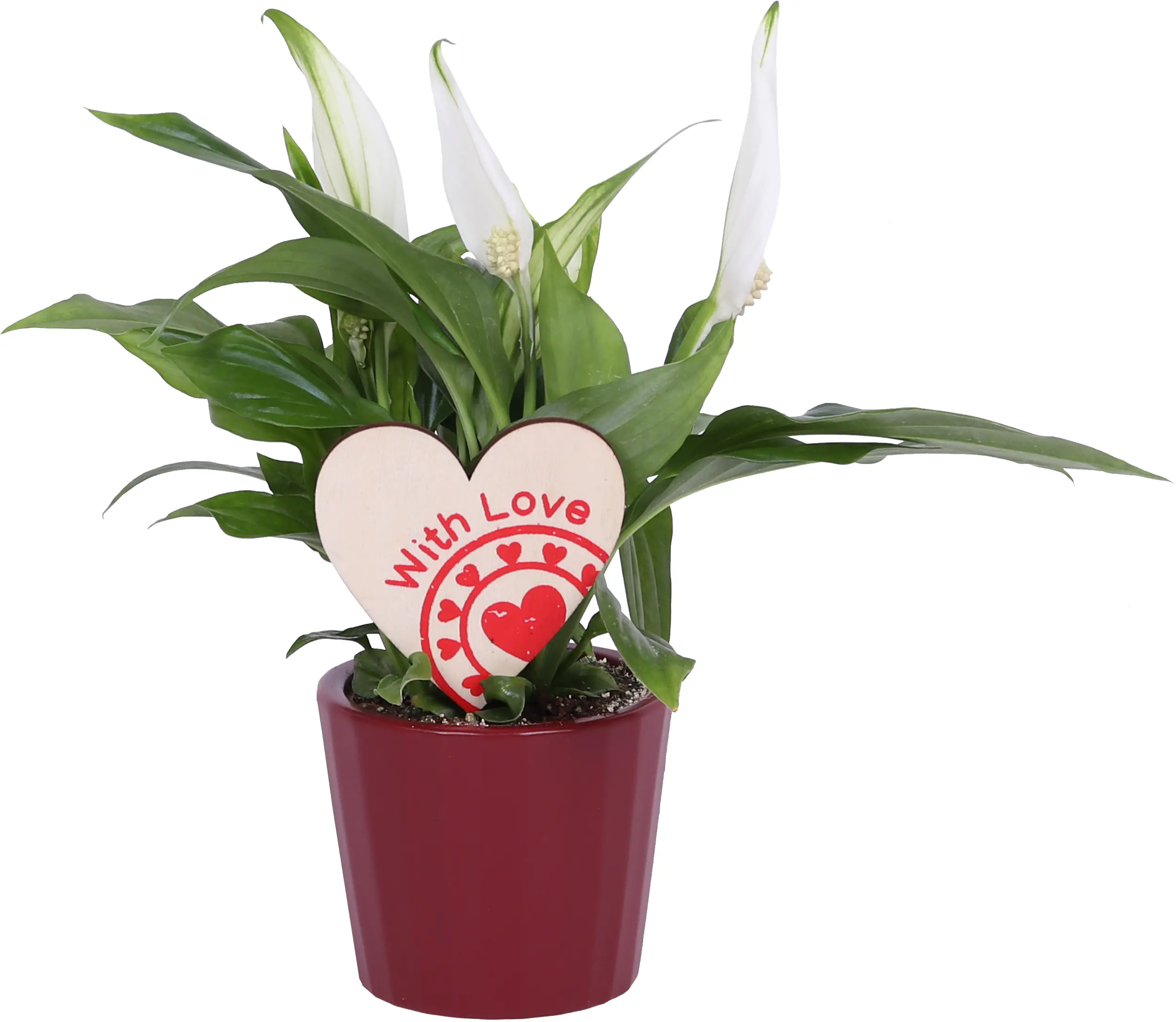 Friedenslilie Spatiphyllum im 7,5 cm Topf mit Deko zum Valentinstag