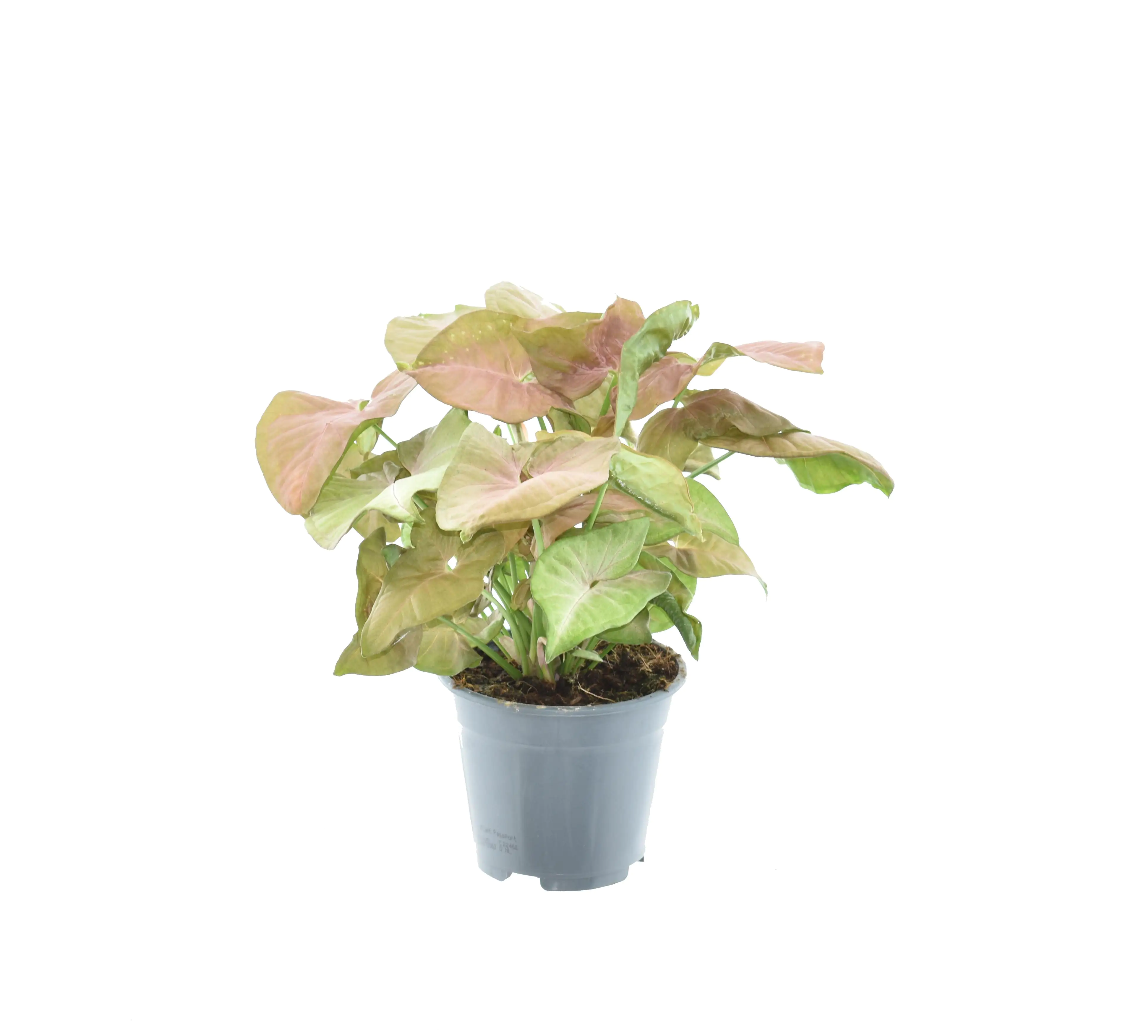 Exotische Grünpflanzen 30 - 55 cm hoch 14 cm Topf