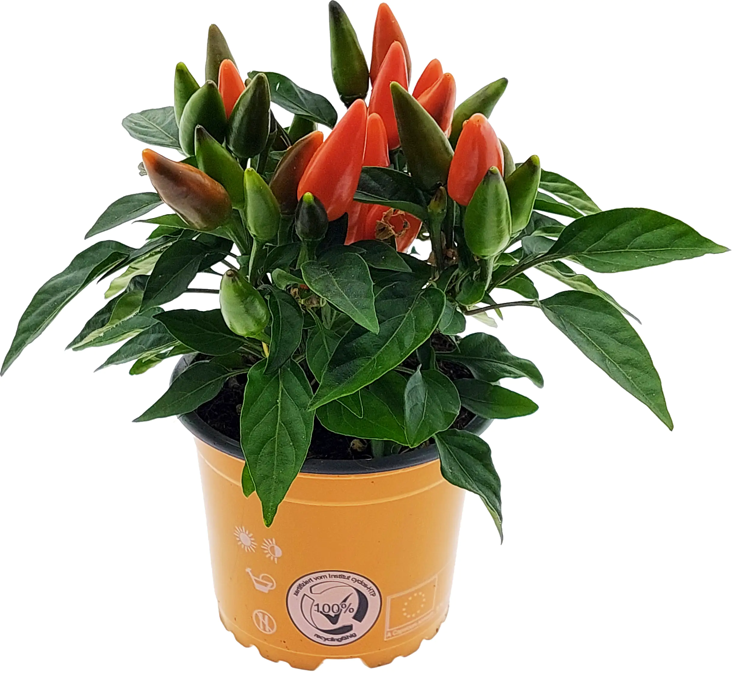 Zierpfeffer Capsicum annuum Salsa ca 20 cm Topf 10,5 cm