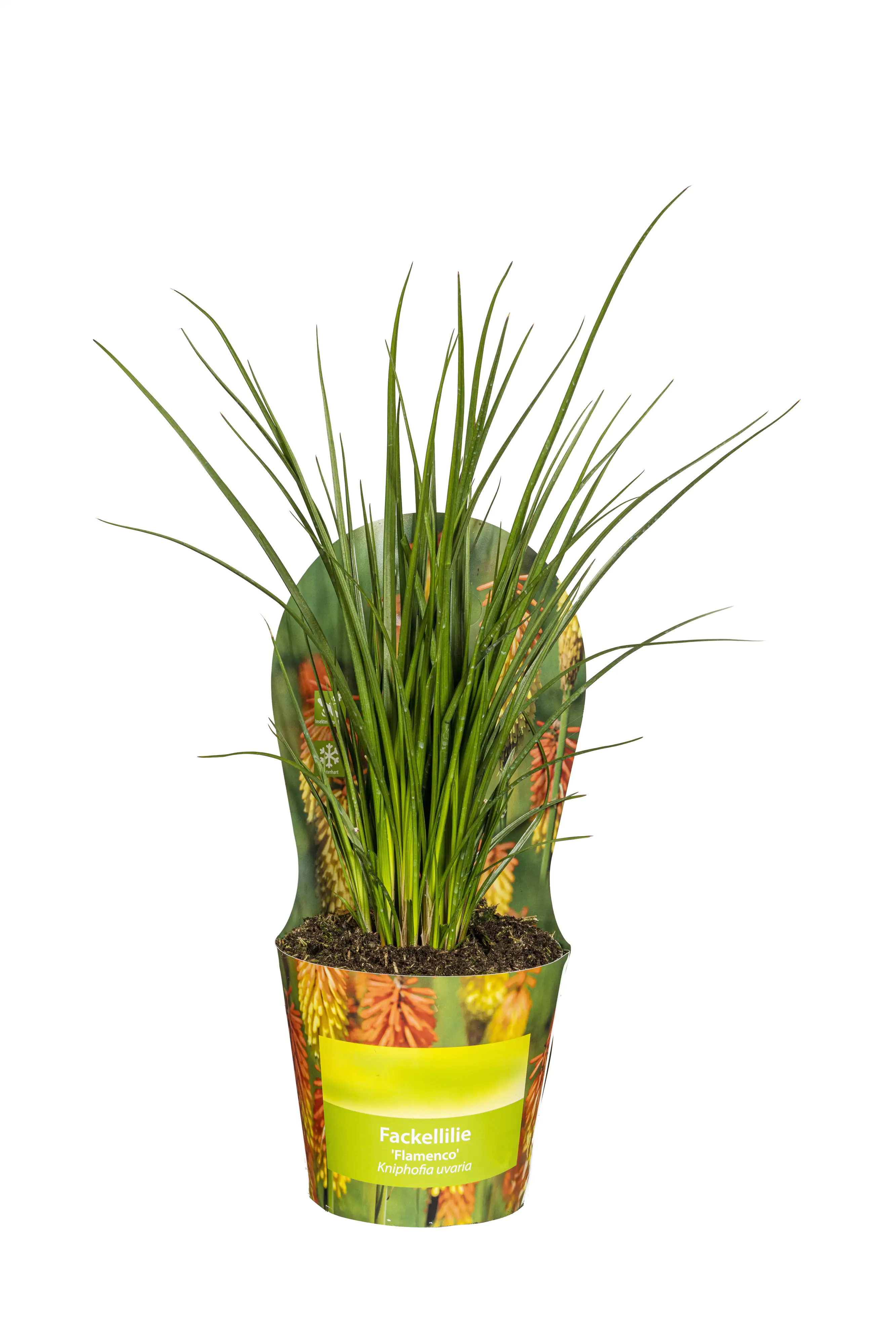 Fackellilie Kniphofia uvaria 'Flamenco' 19 cm Topf
