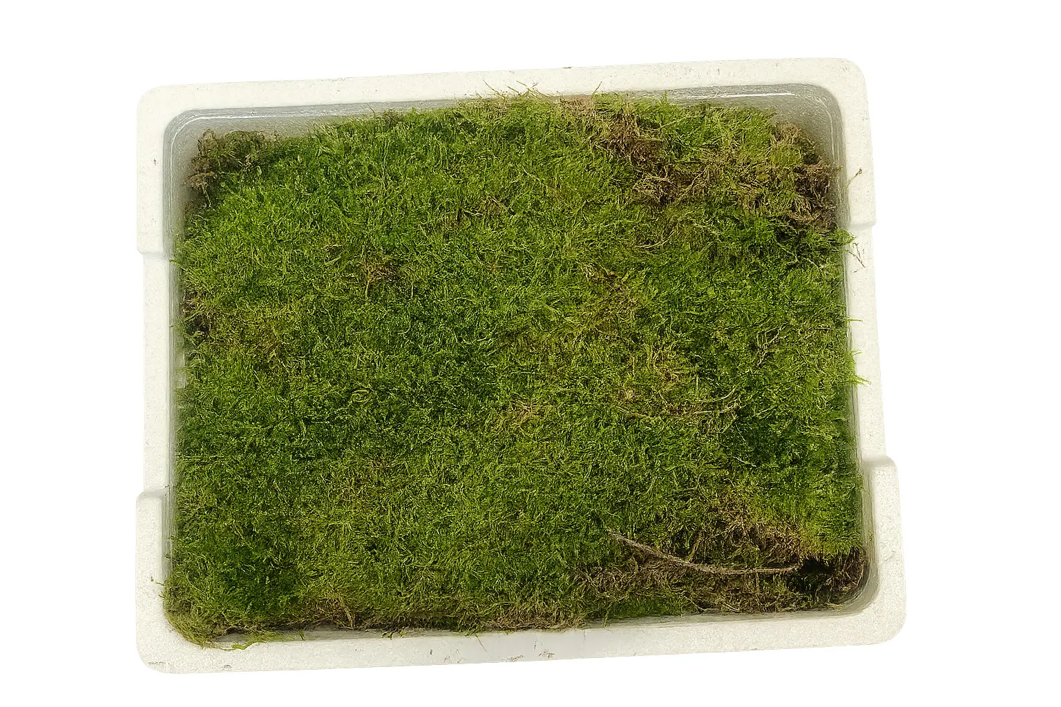 Lebendes Plattmoos für Dekorationen, Kränze und Terrarien