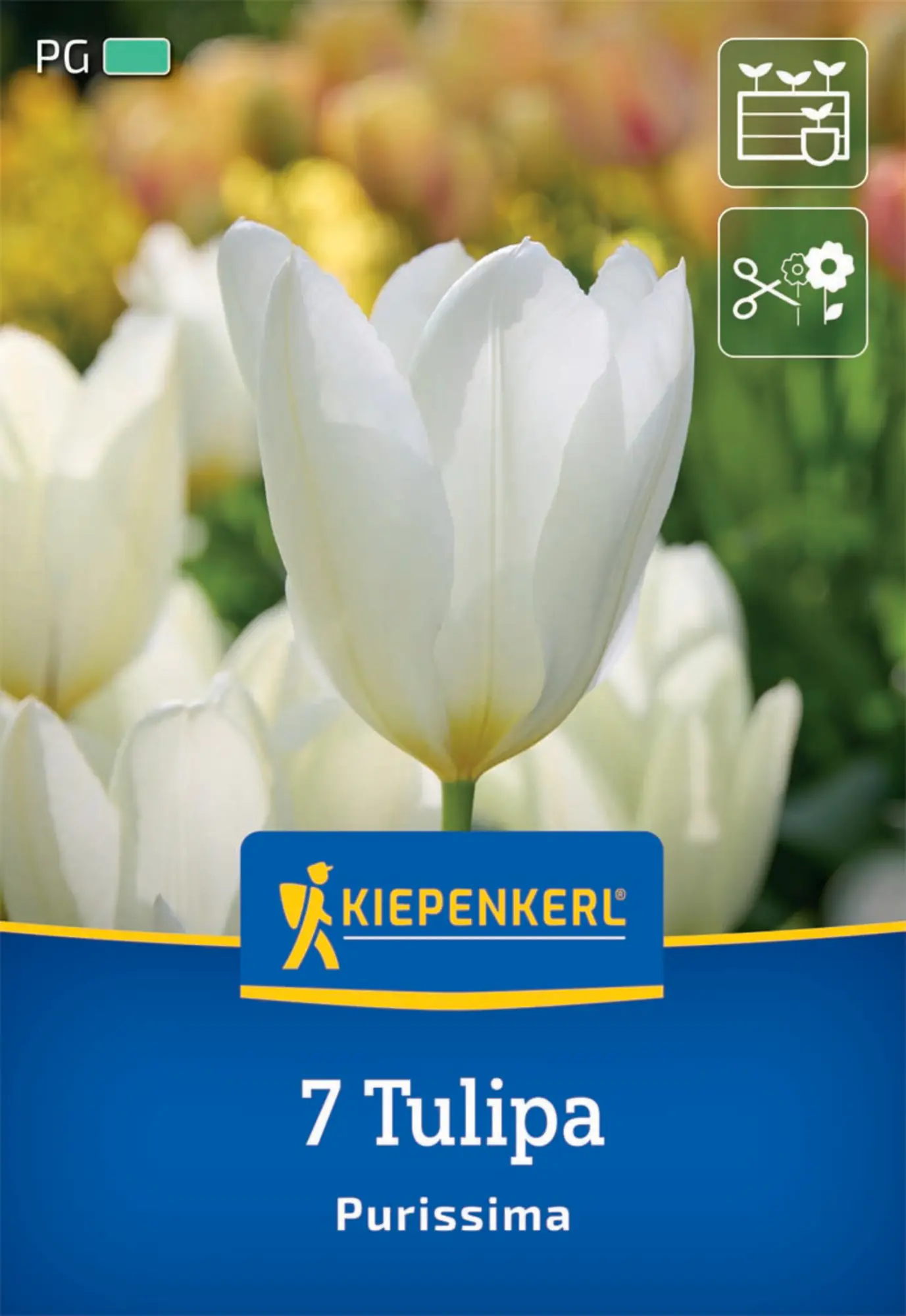 Kiepenkerl Herbstblumenzwiebel Fosteriana-Tulpe Purissima 7 Pflanzen