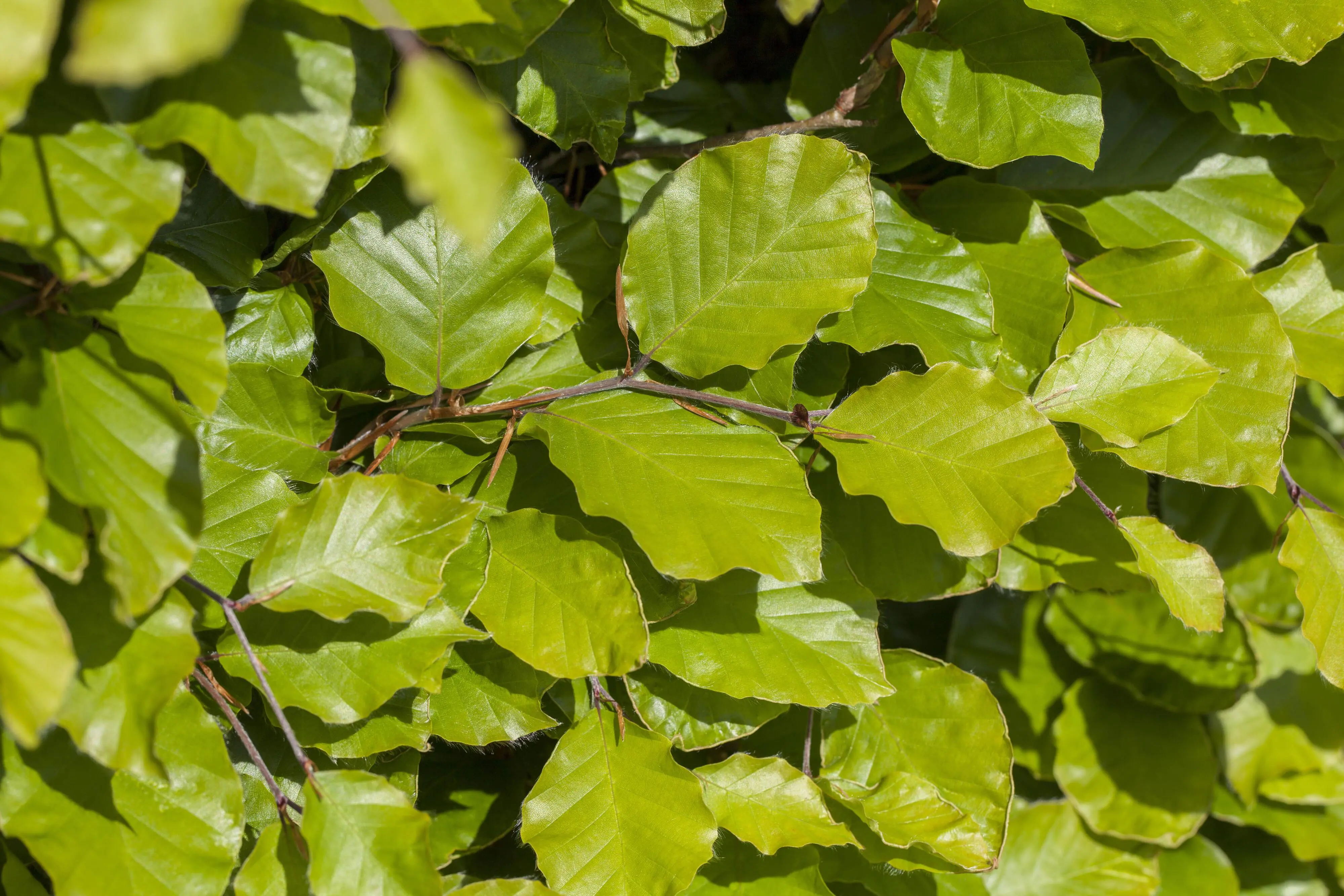 Rotbuche Fagus sylvatica H 175 - 200 cm, 30 Stück Rotbuche Fagus sylvatica H 175 - 200 cm, 30 Stück