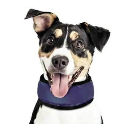 4033766622403 Nobby Kühlband Cooling Loop für Hunde