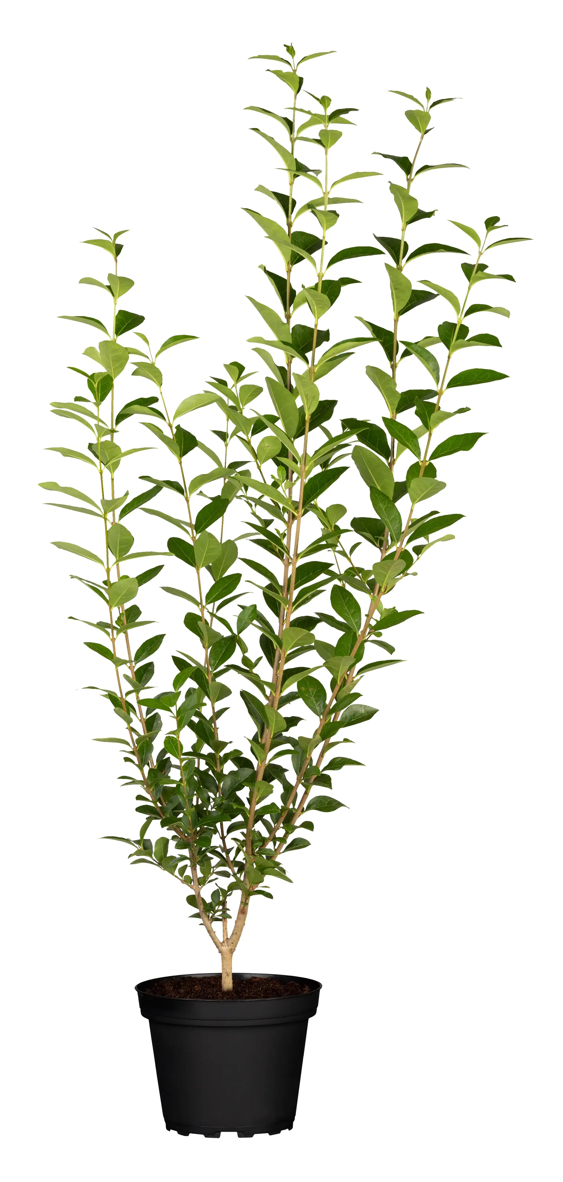 Immergrüner Liguster Ligustrum vulgare atrovirens H 125 - 150 cm, 25 Stück