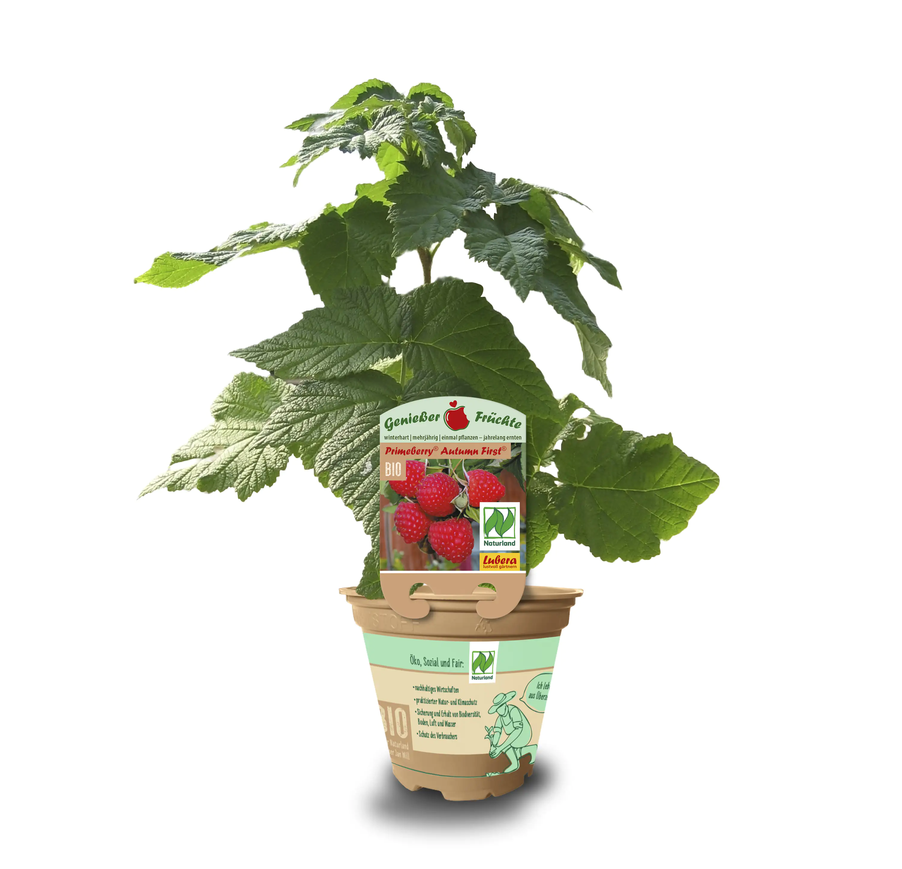 Rubus idaeus Himbeeren 12 cm Topf 