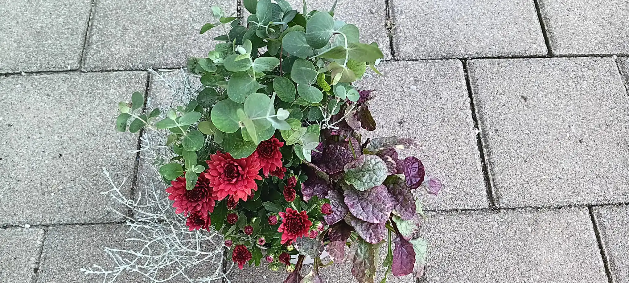 Arrangement Chrysantheme 14 cm Topf