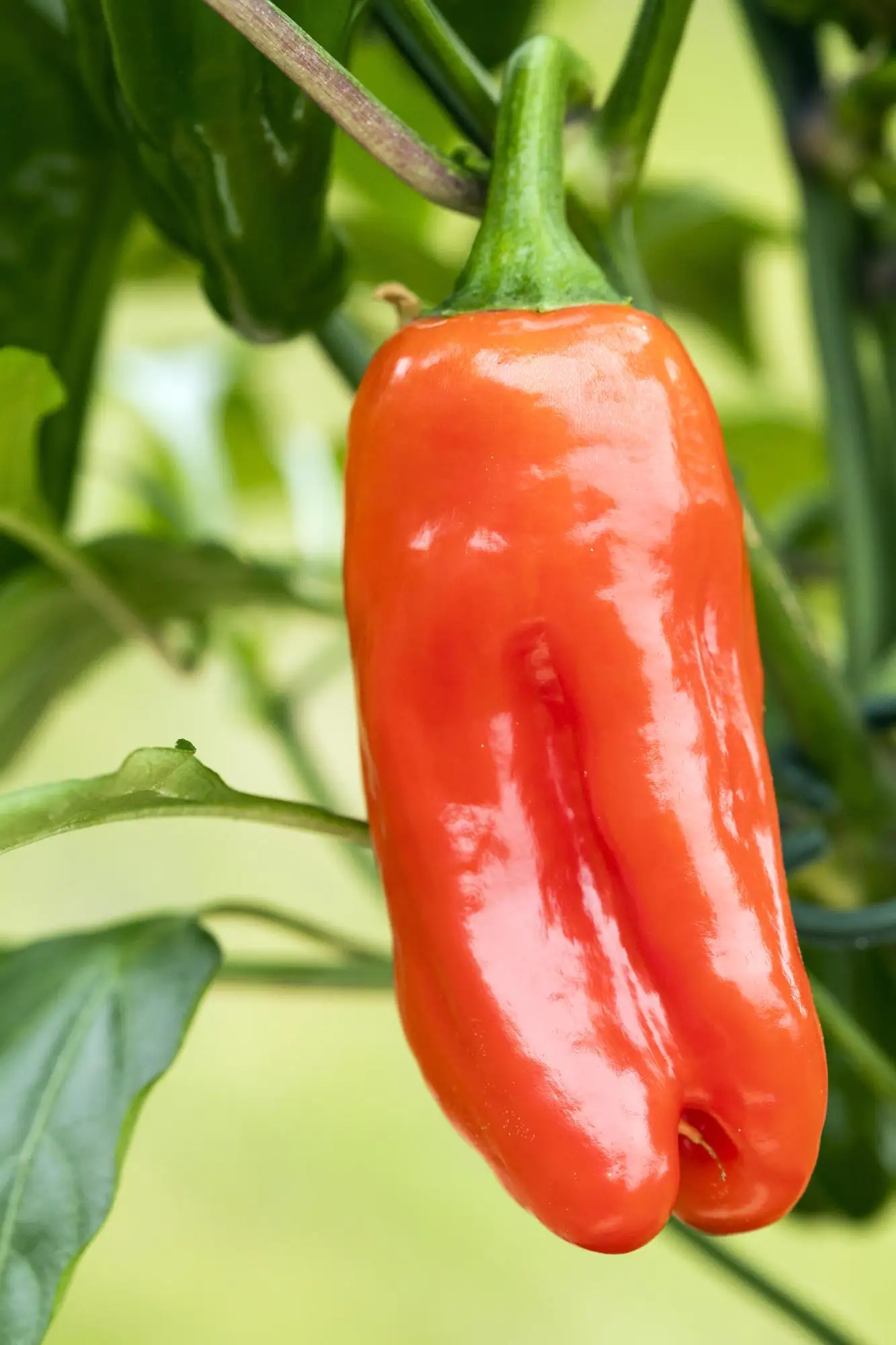 Paprika rot 10,5 cm Topf