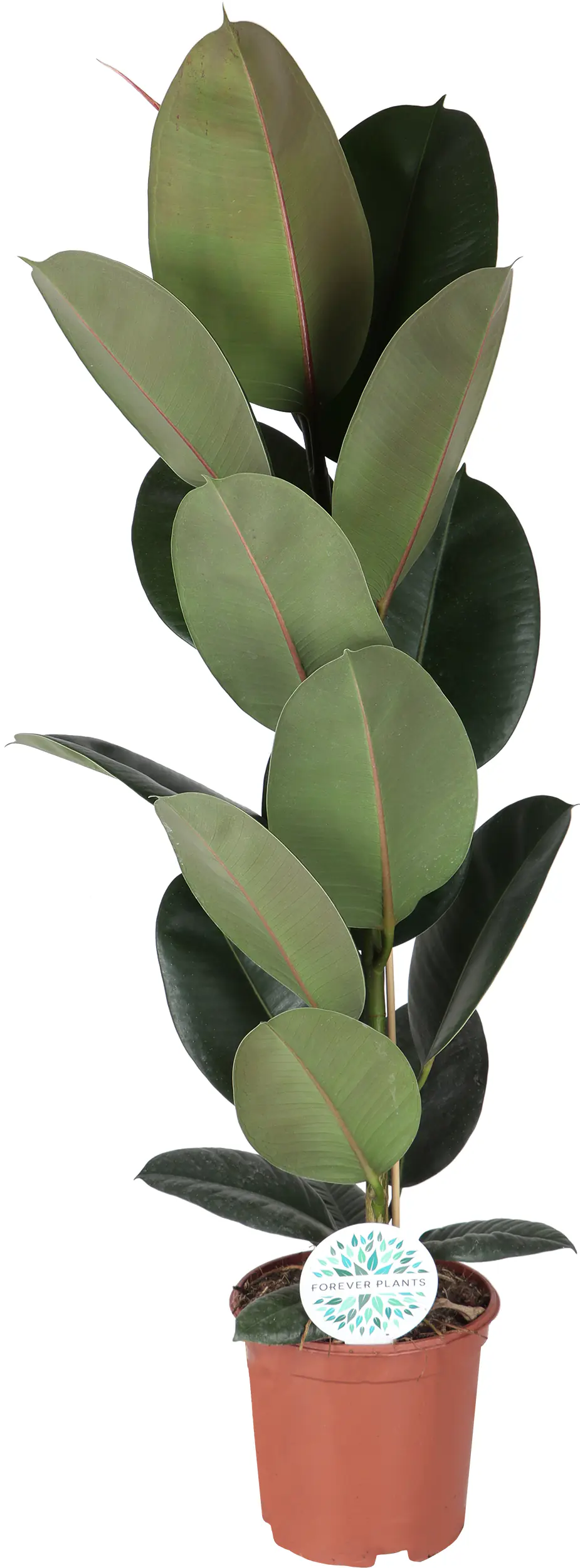 Grünpflanzen-Mix H 120 cm, 24 cm Topf